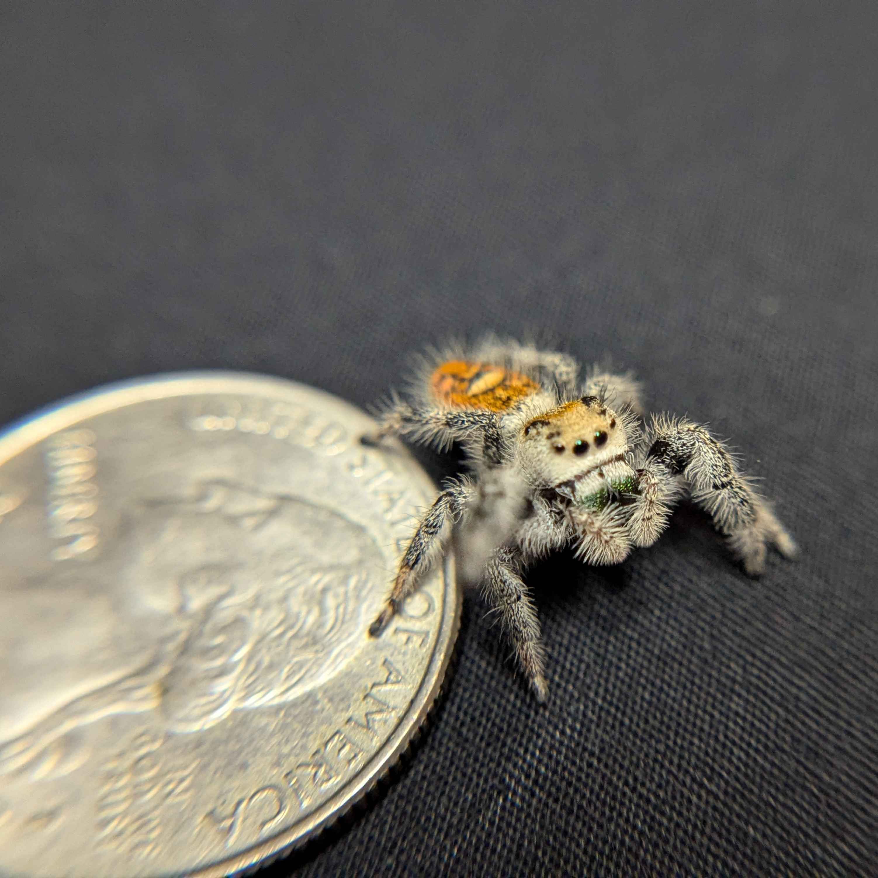Regal Jumping Spider "Jamba"