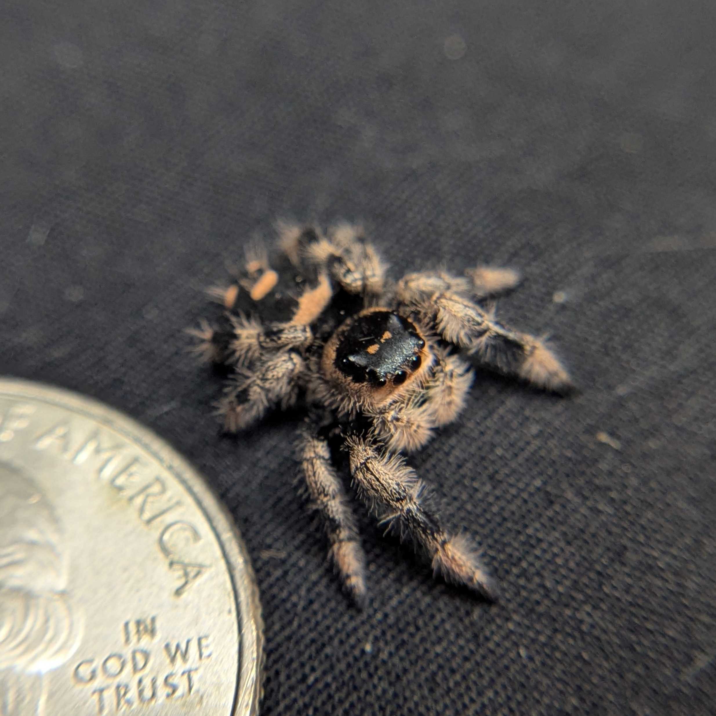 Regal Jumping Spider "Halloween"