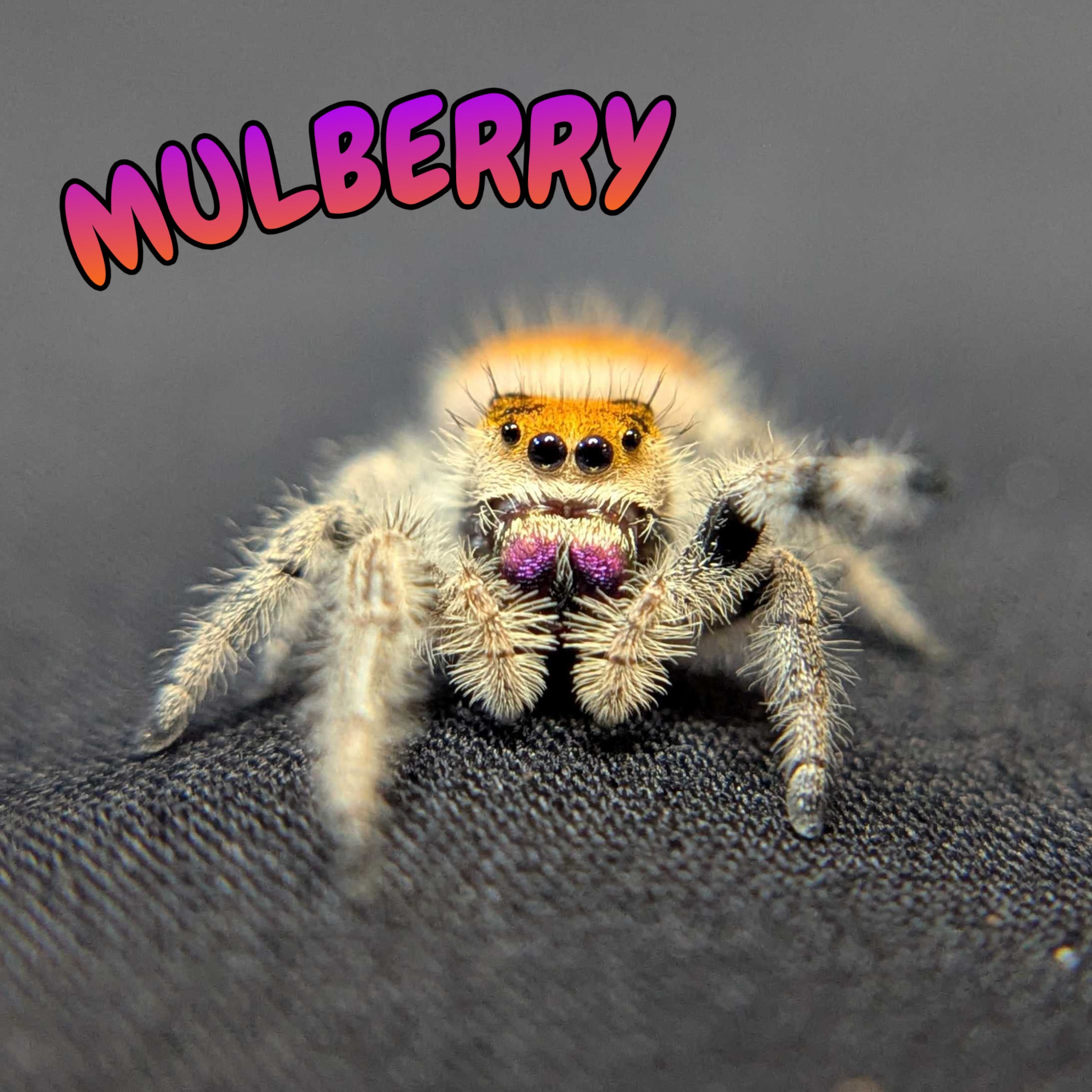 Regal Jumping Spider "Mulberry"