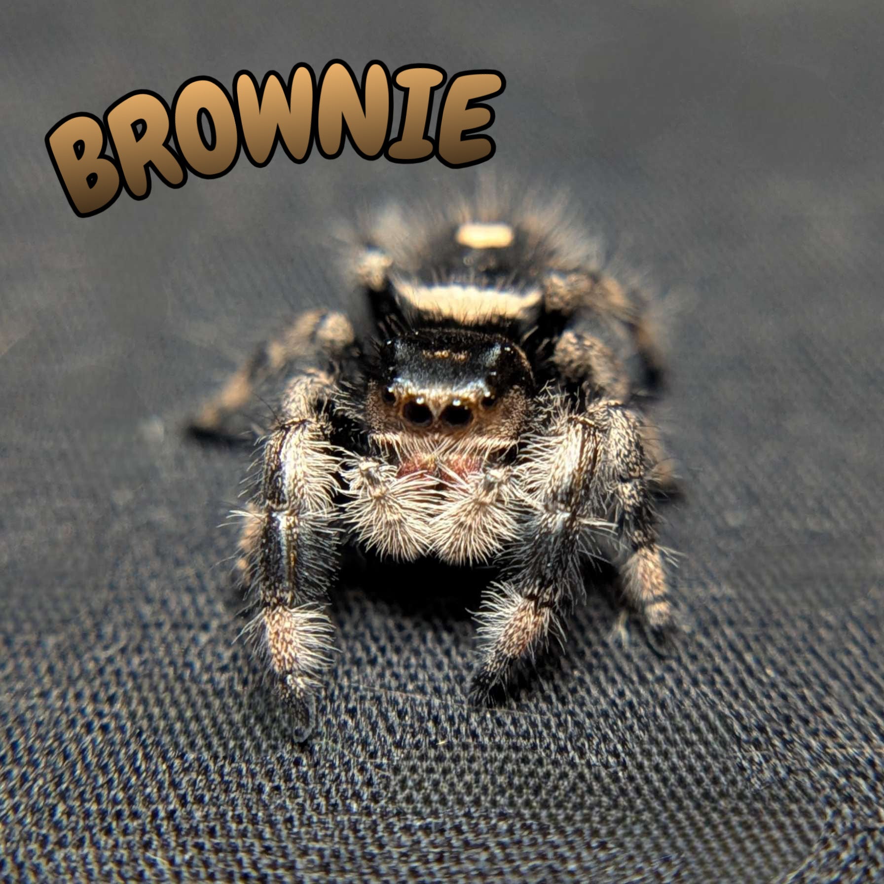 Regal Jumping Spider "Brownie"