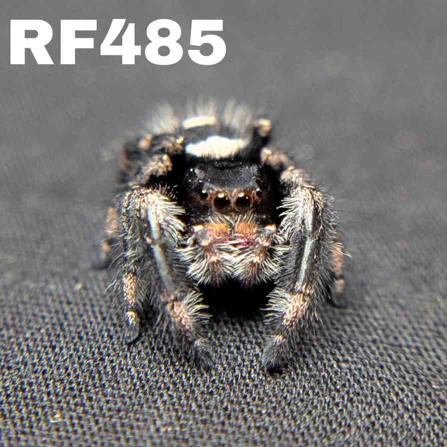 Regal Jumping Spider "Banshee"