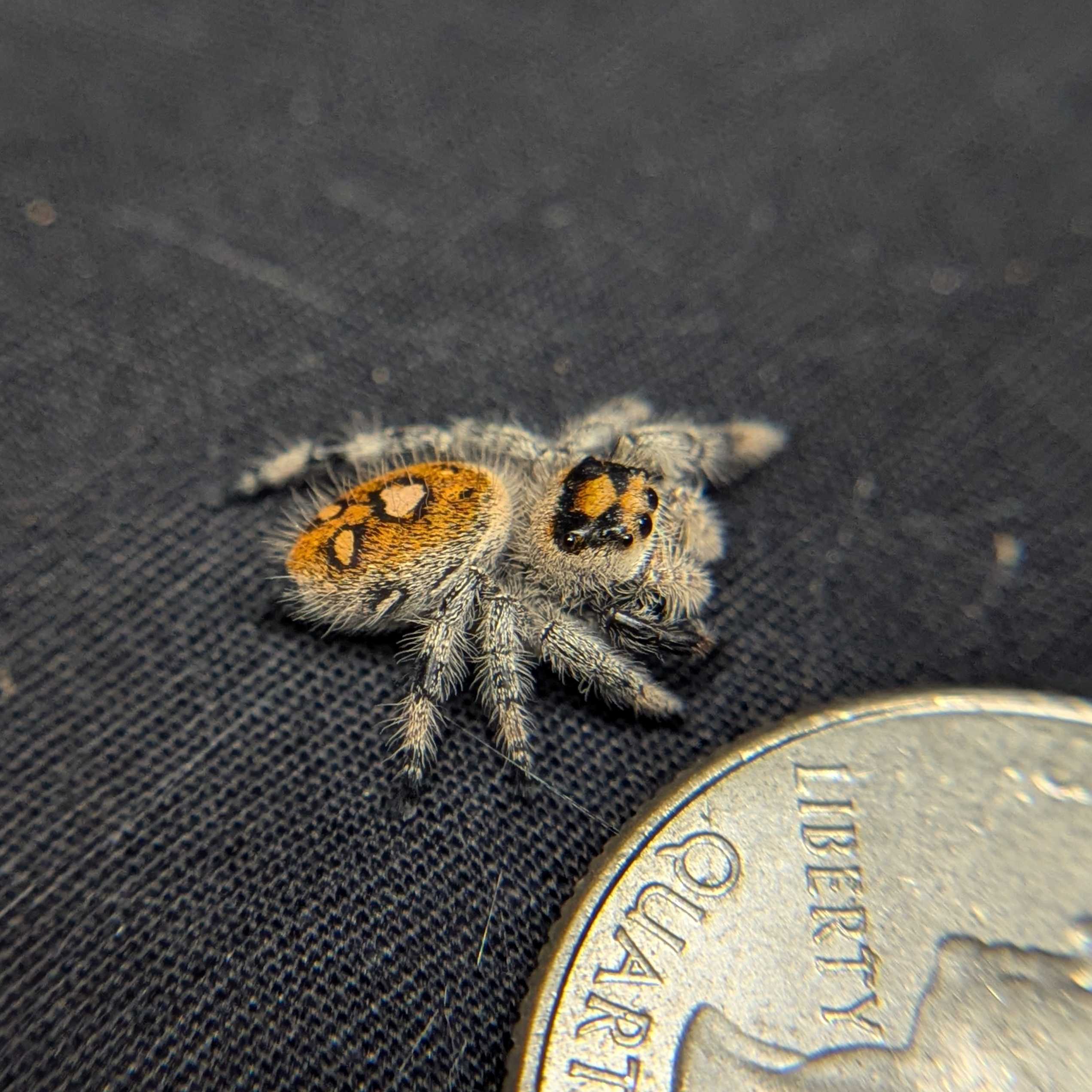 Regal Jumping Spider "Sunset"