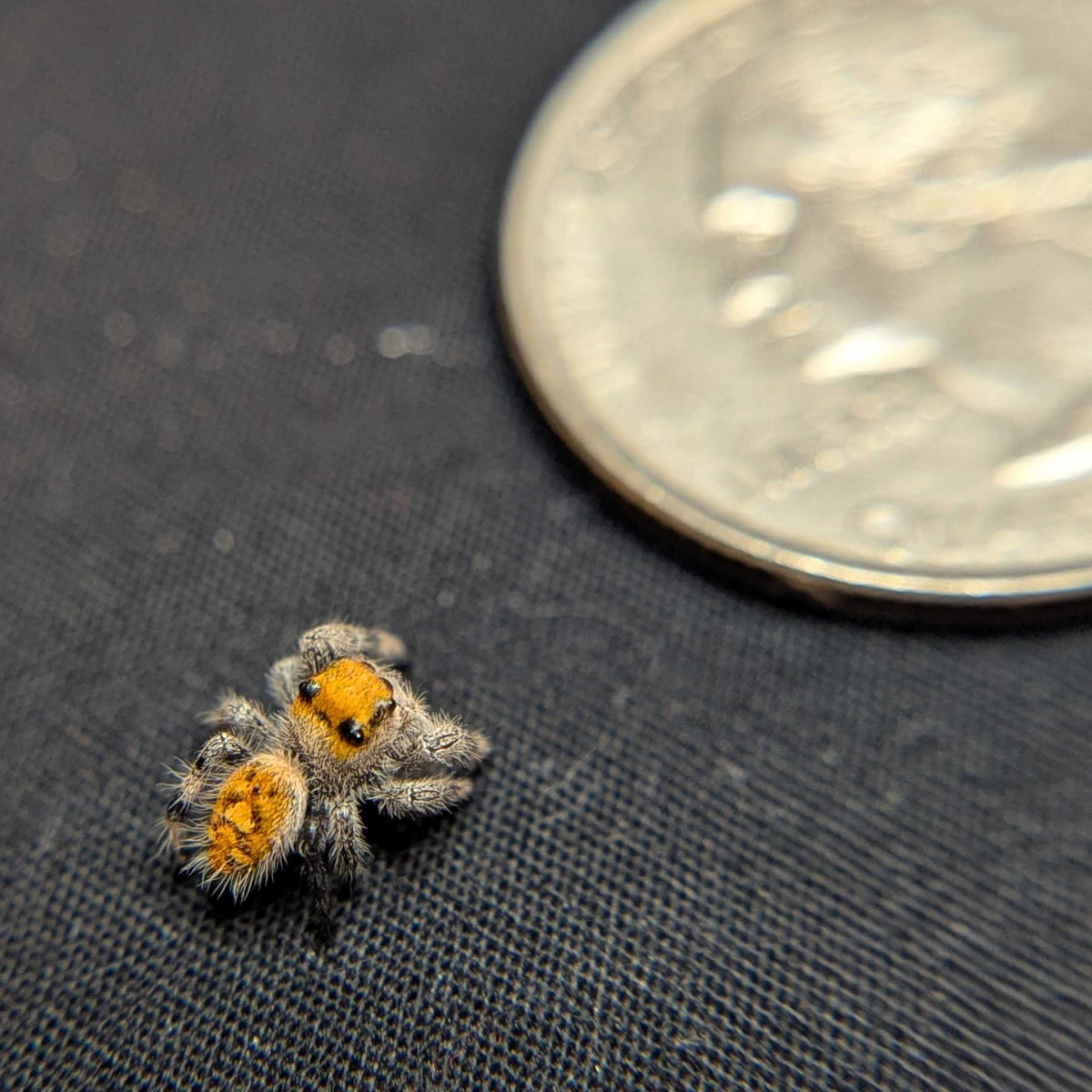 Regal Jumping Spider "Neon"