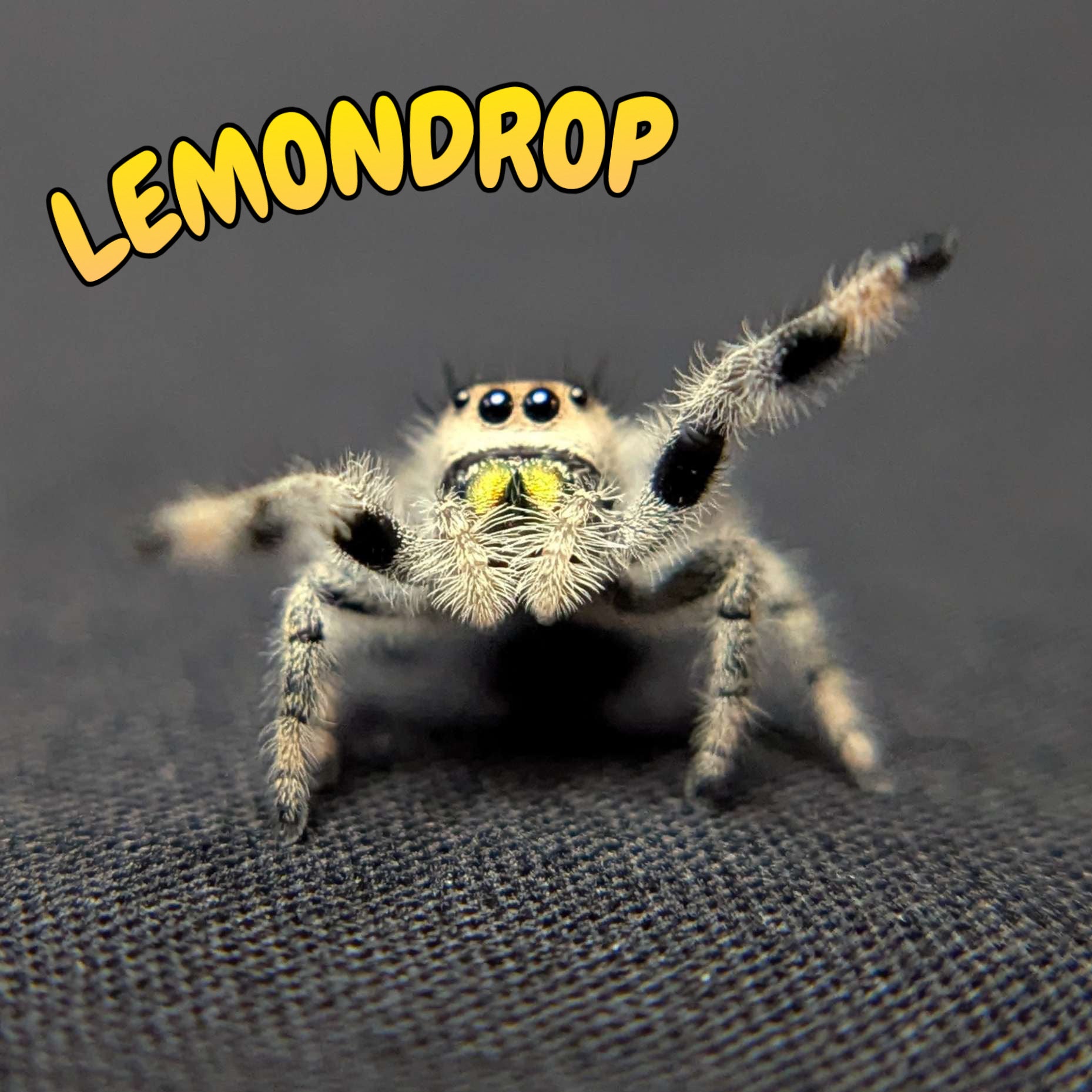 Regal Jumping Spider "Lemondrop"
