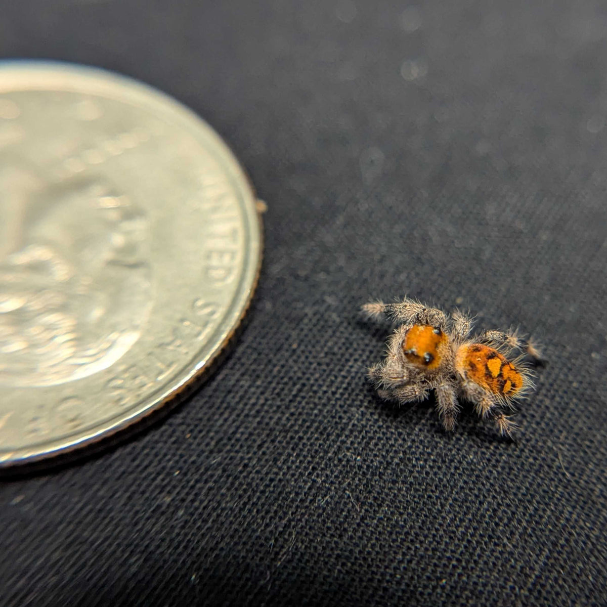 Regal Jumping Spider "Pink Lemonade"