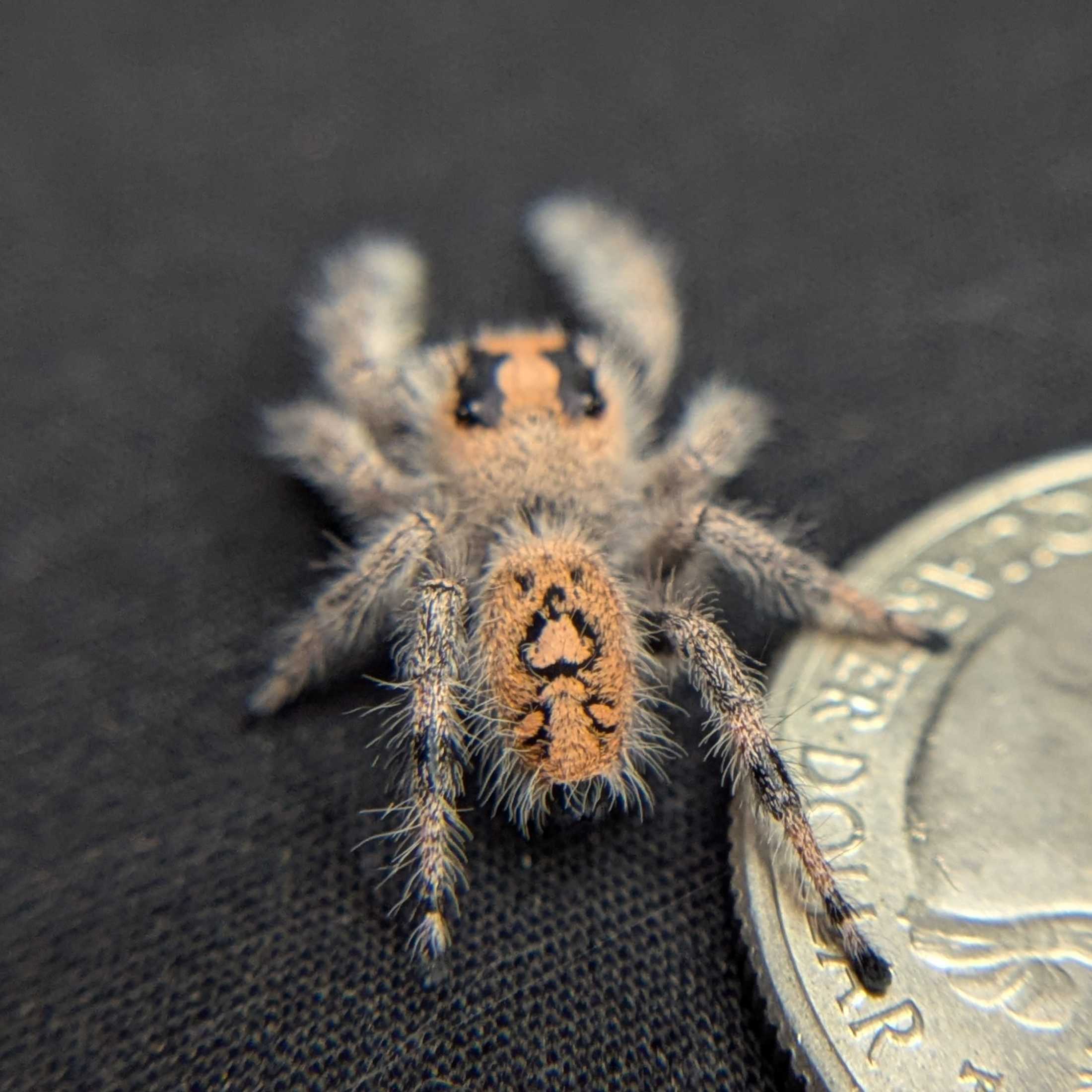 Regal Jumping Spider "Shimmer"