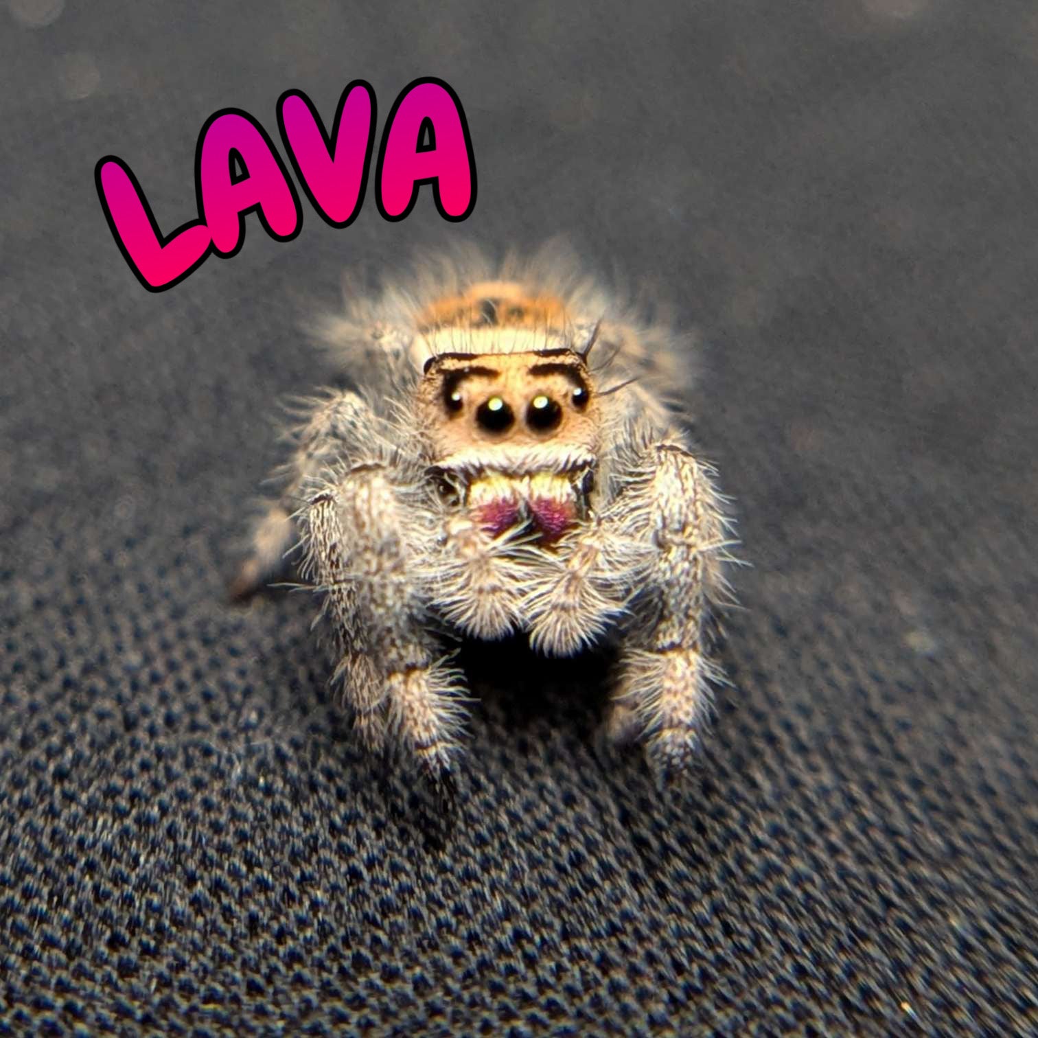 Regal Jumping Spider "Lava"