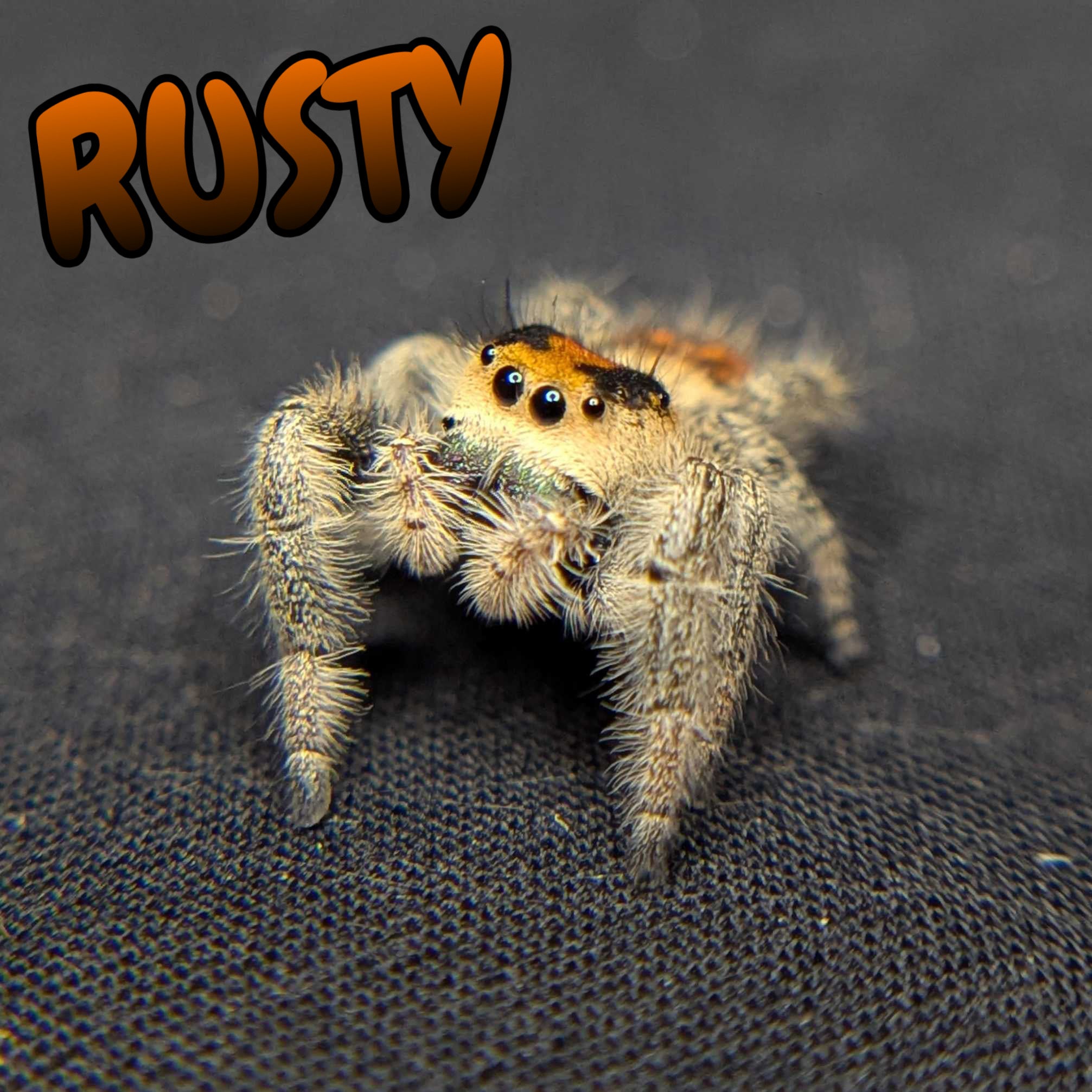 Regal Jumping Spider "Rusty"