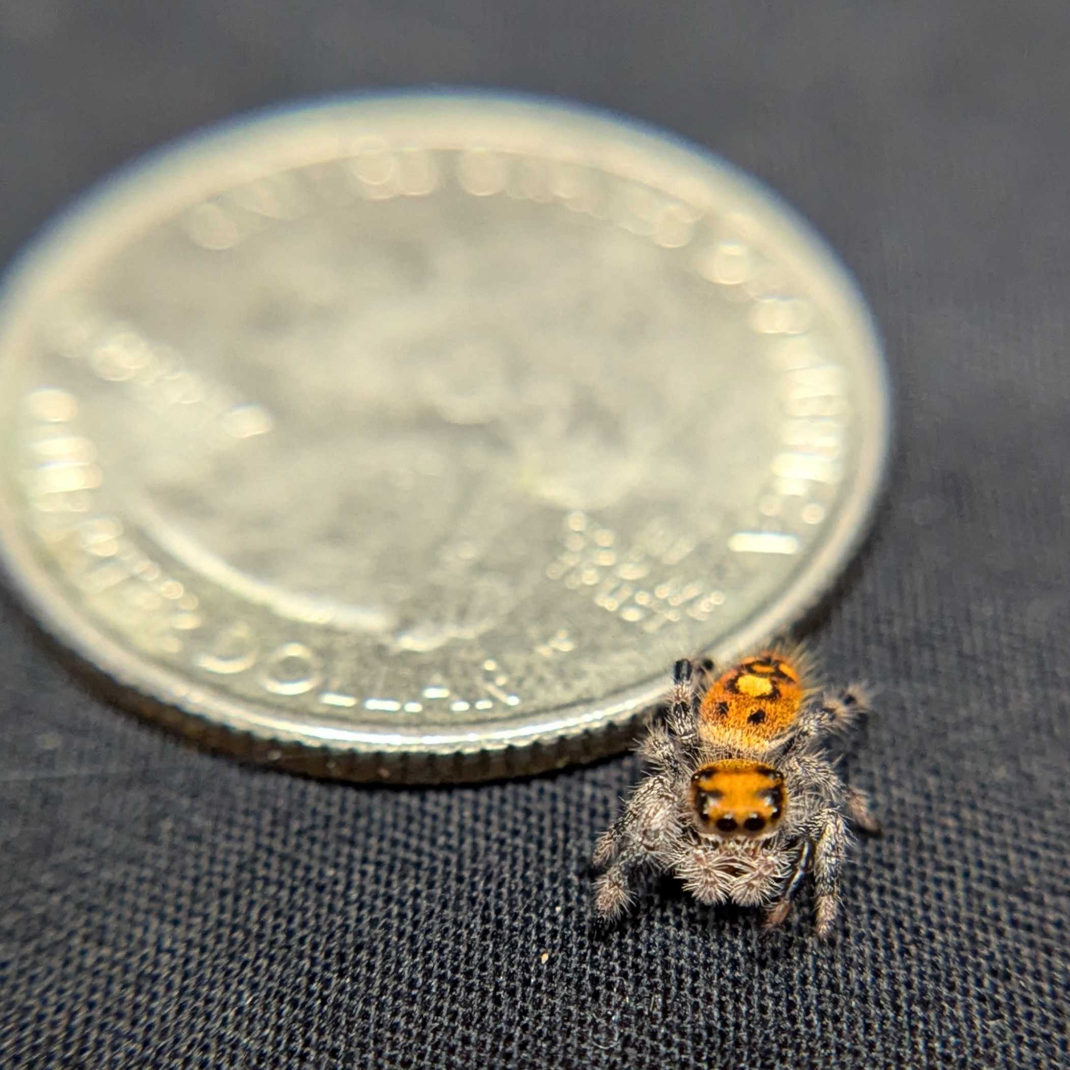 Regal Jumping Spider “Solstice”