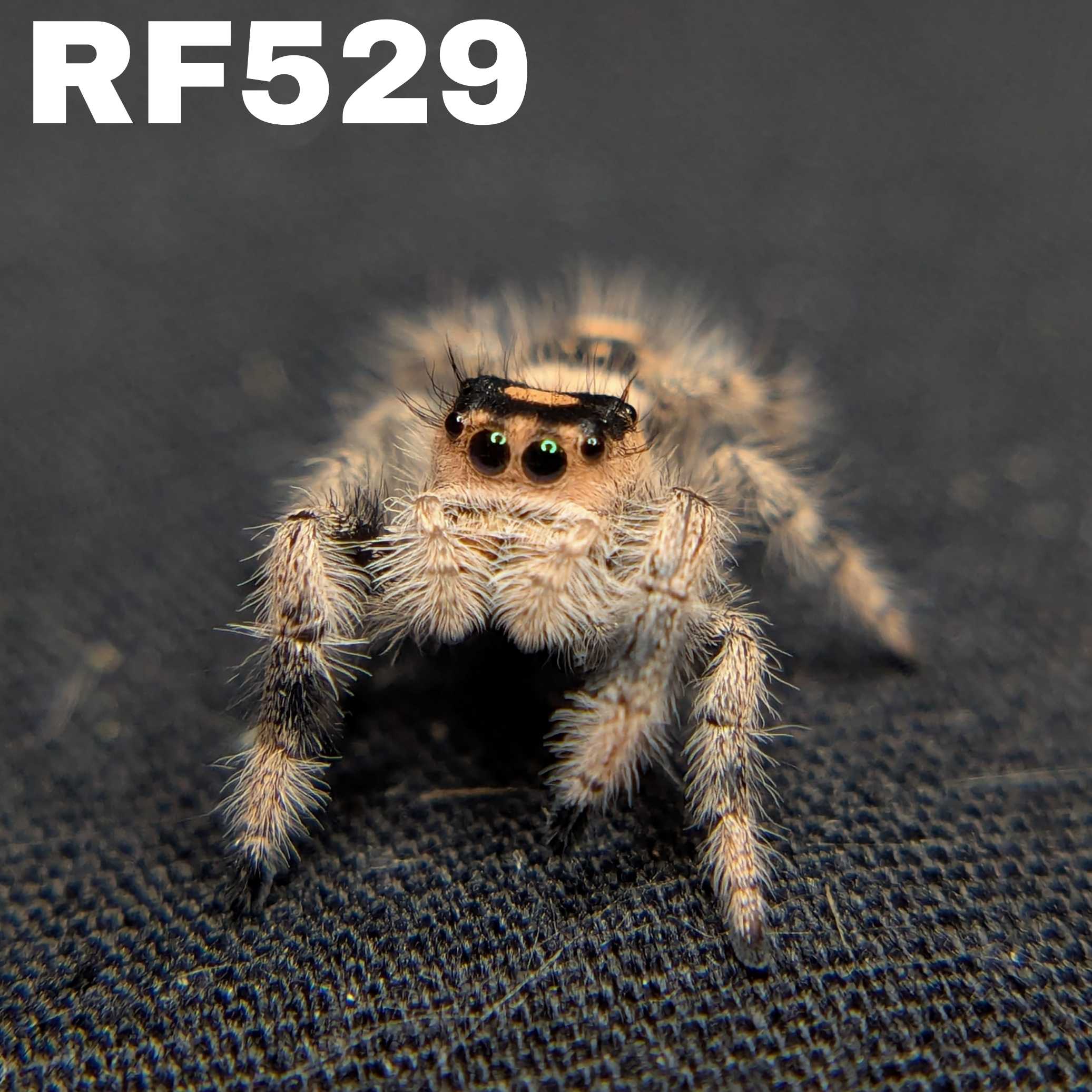 Regal Jumping Spider "Cookie"