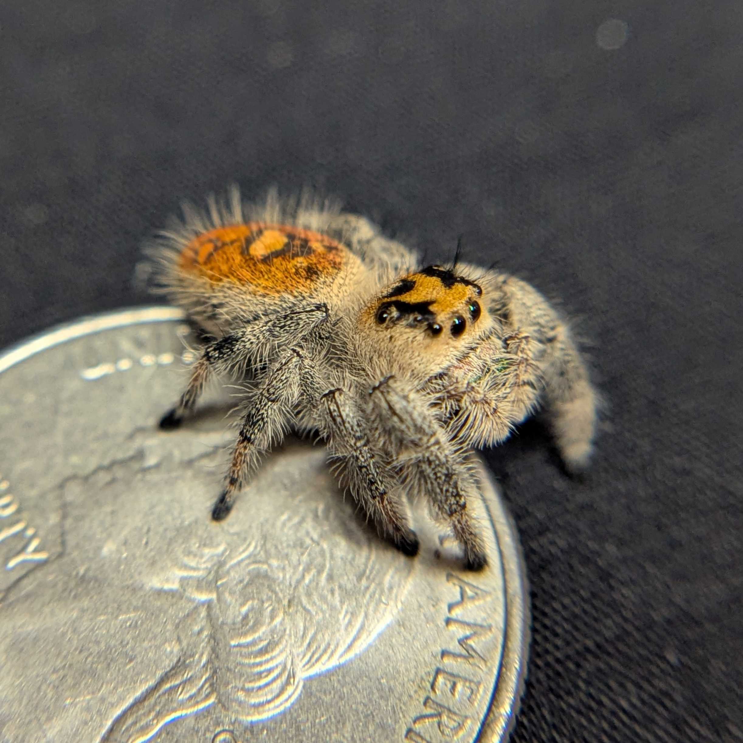 Regal Jumping Spider "Sage"