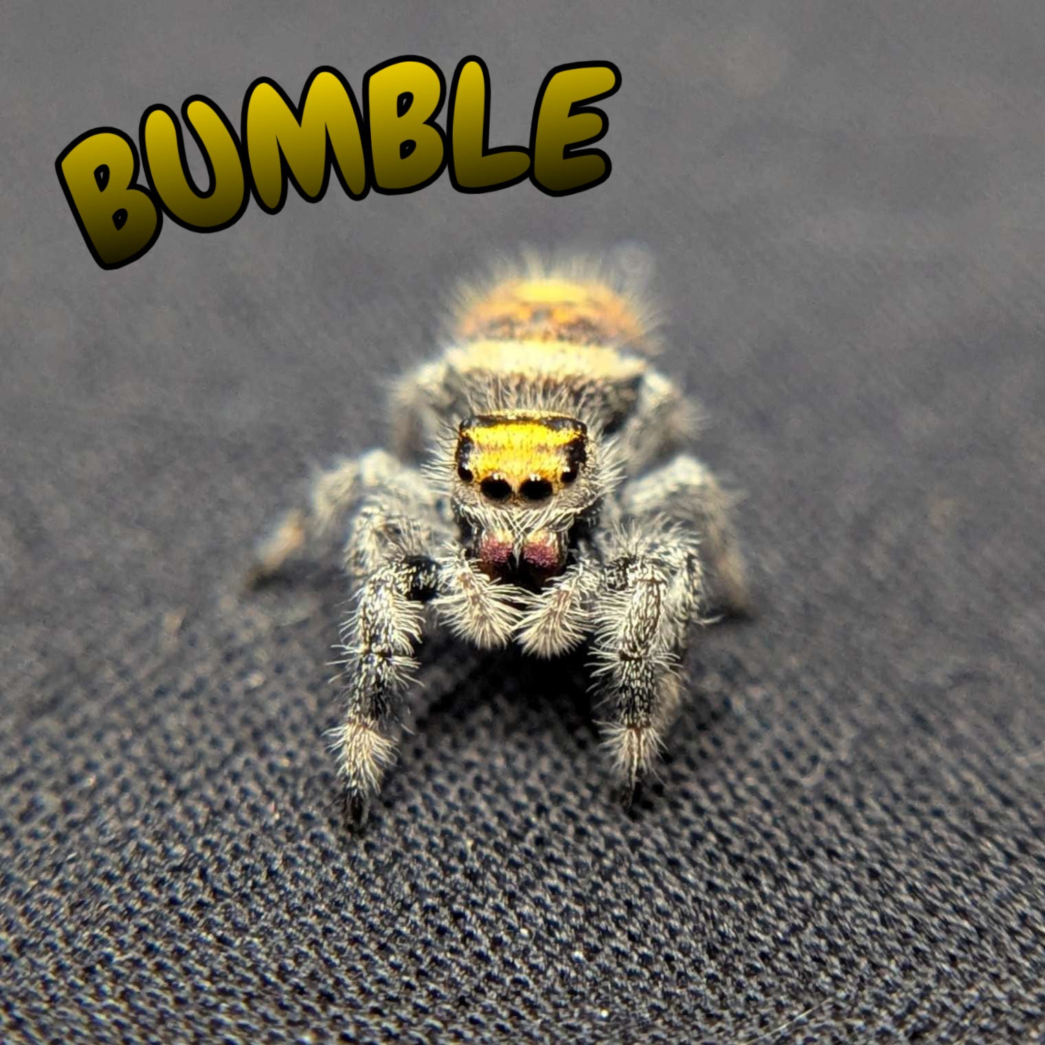 Regal Jumping Spider "Bumble"