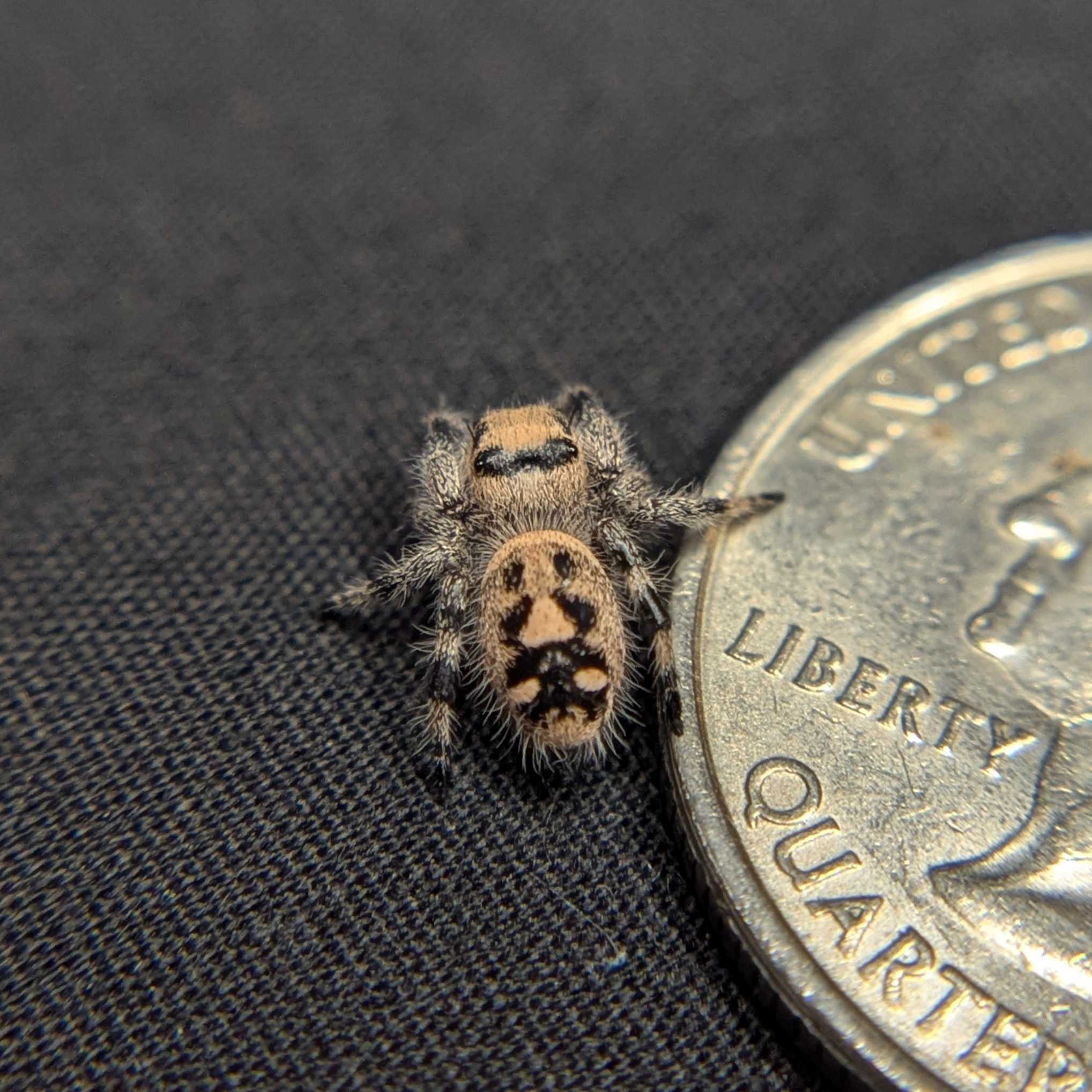 Regal Jumping Spider "Squash"