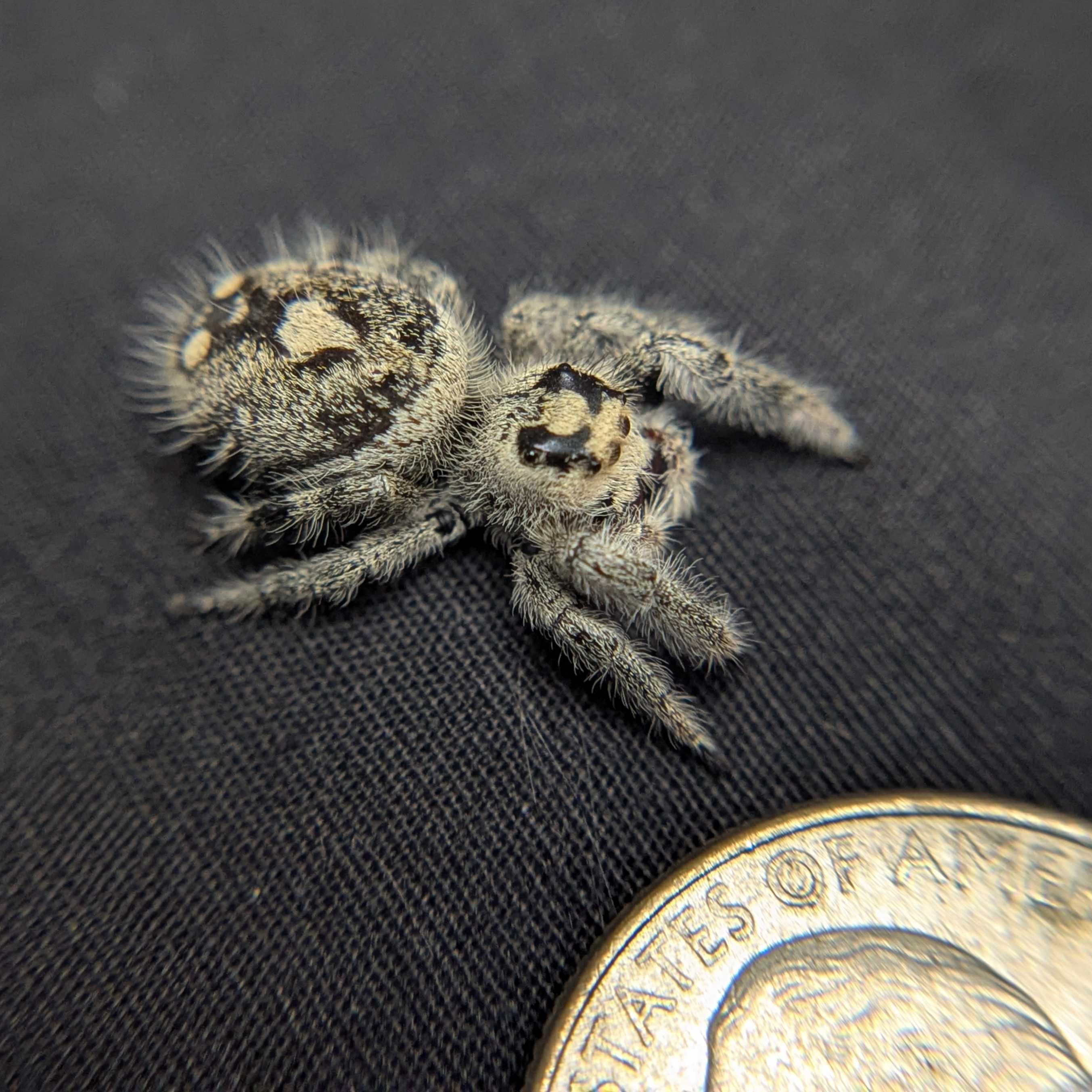 Regal Jumping Spider "Viola"