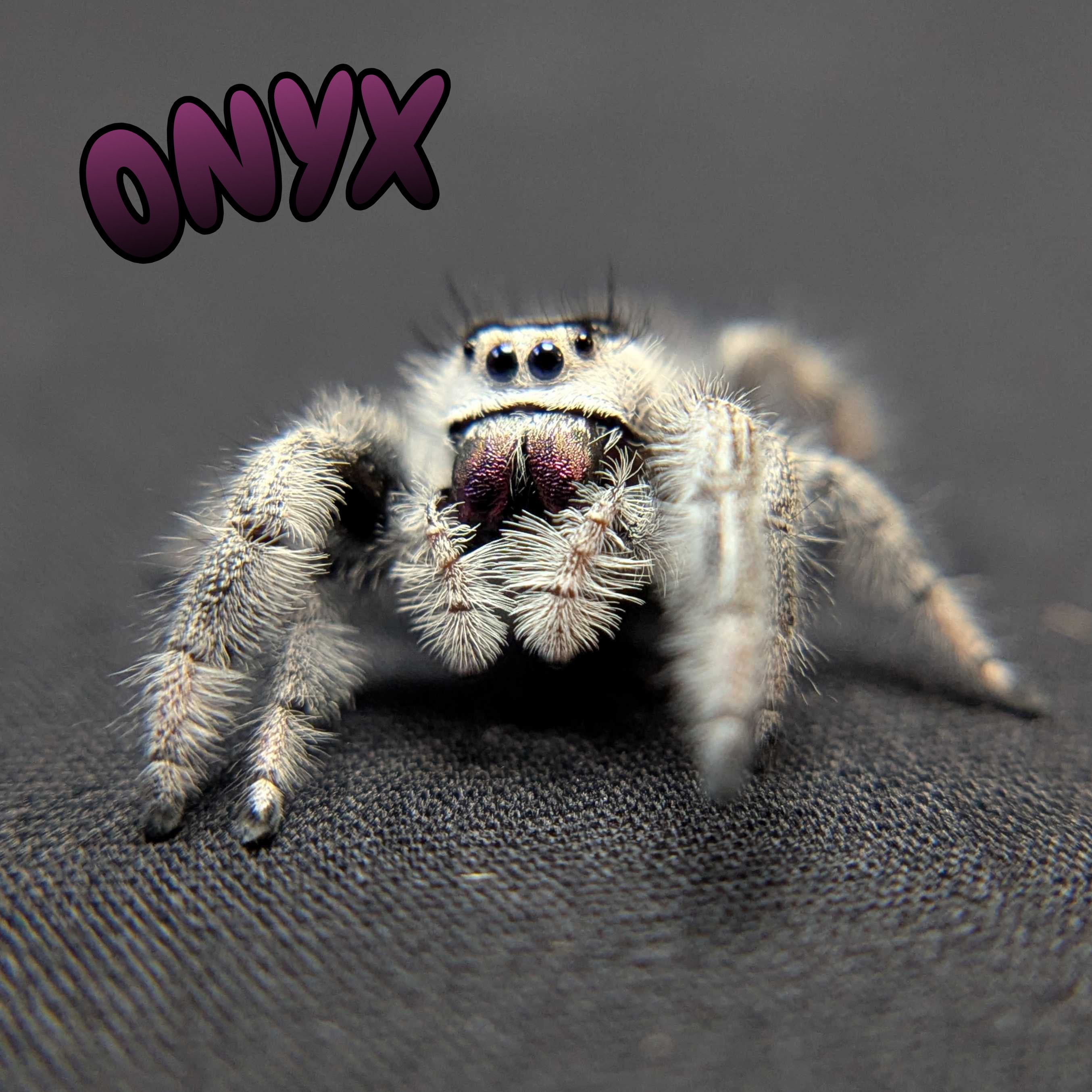 Regal Jumping Spider "Onyx" (High White)