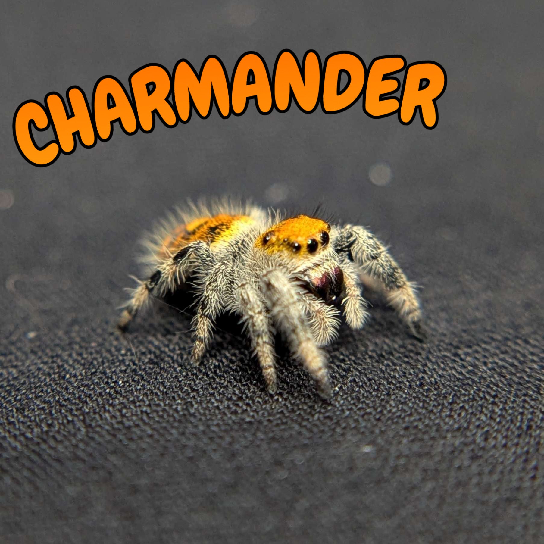 Regal Jumping Spider "Charmander"