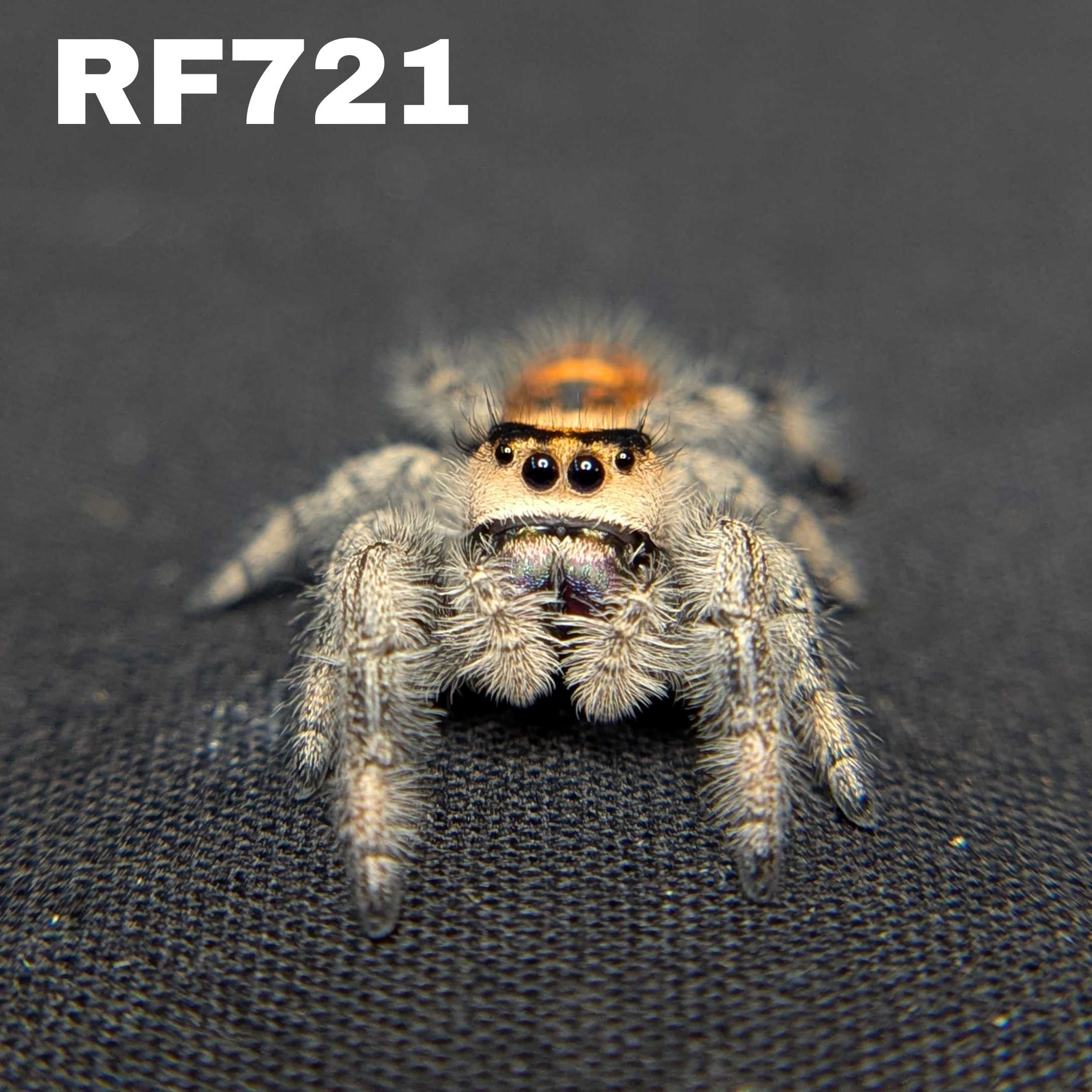 Regal Jumping Spider “Blue Dream”