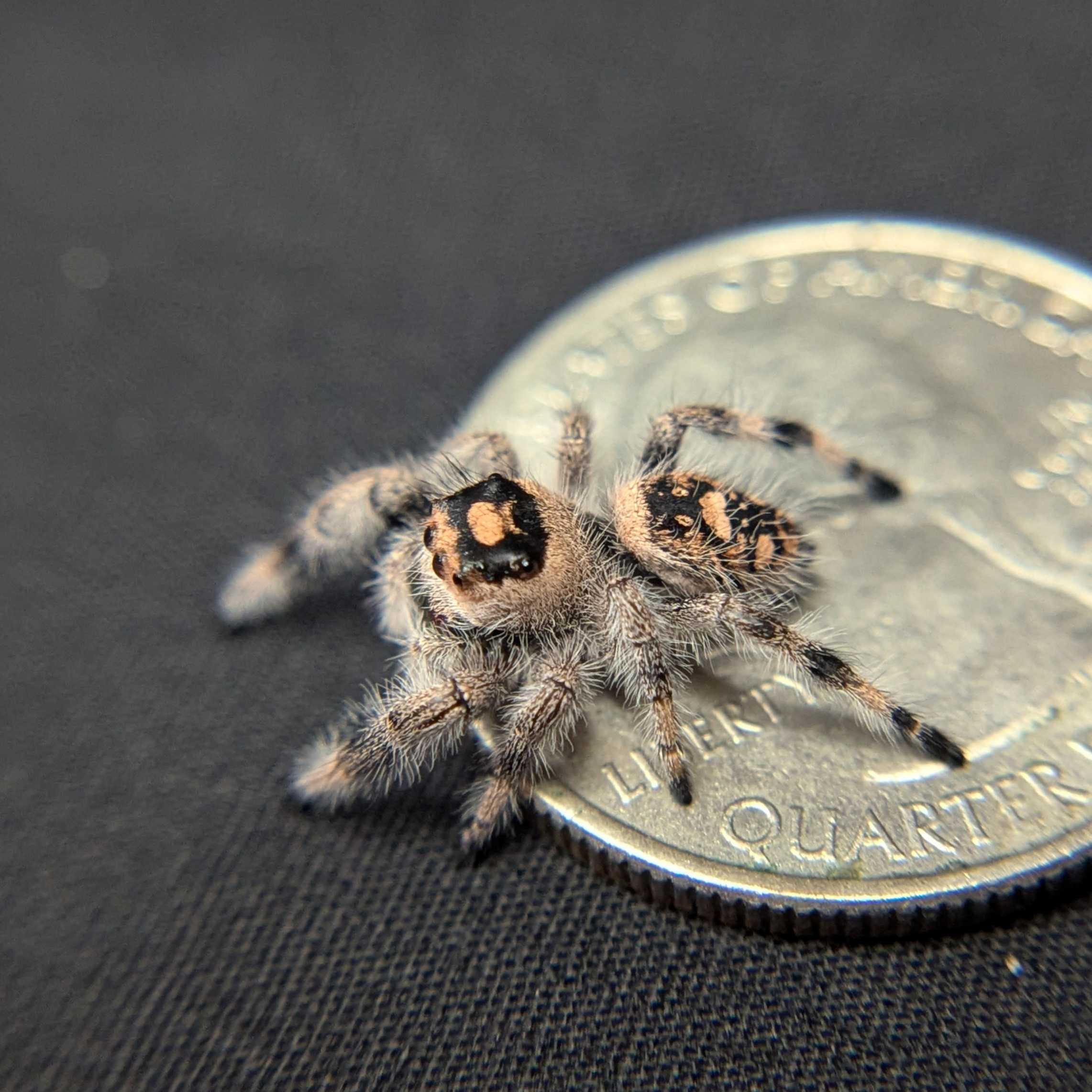 Regal Jumping Spider "Saffron"