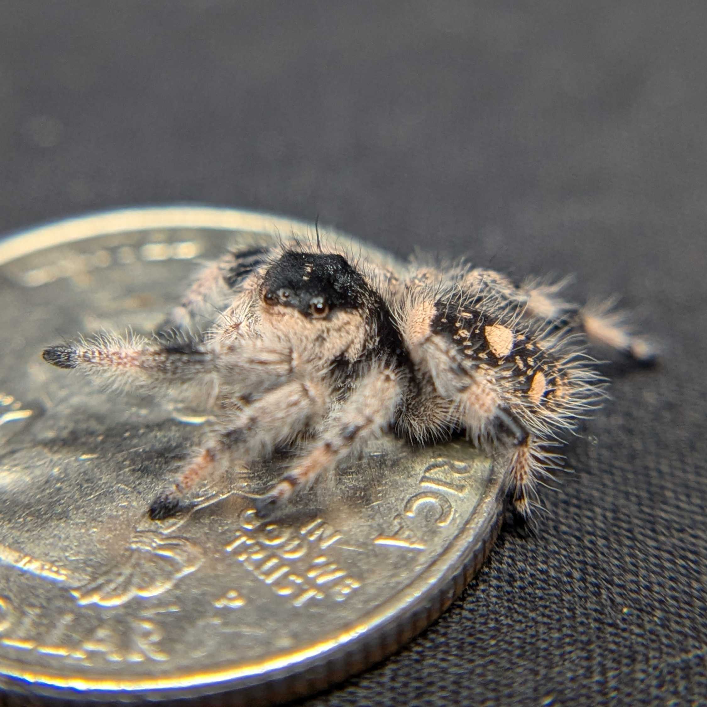 Regal Jumping Spider “Penny”