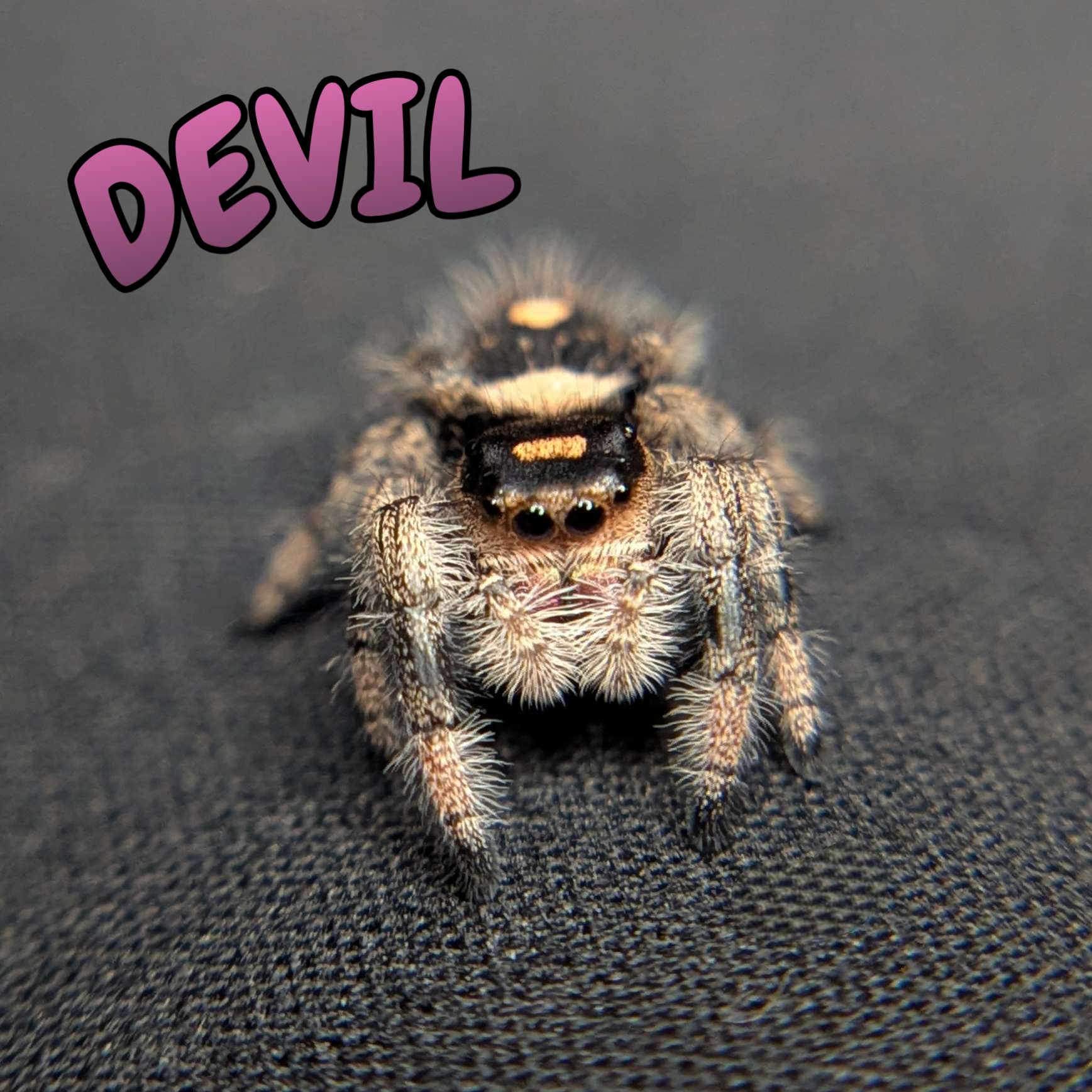 Regal Jumping Spider "Devil"