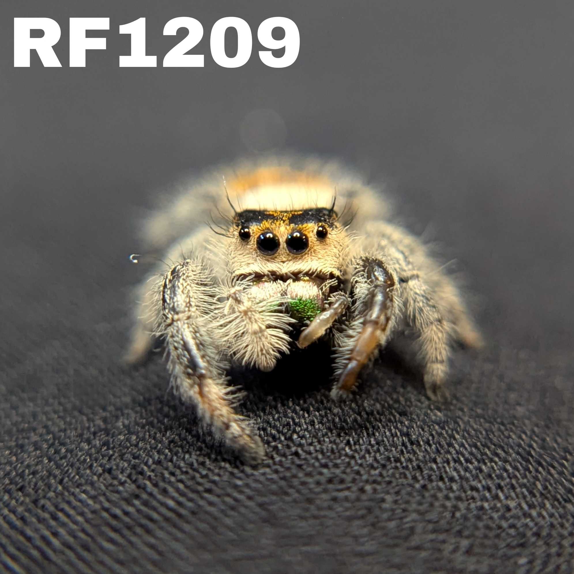 Regal Jumping Spider "Kelp"