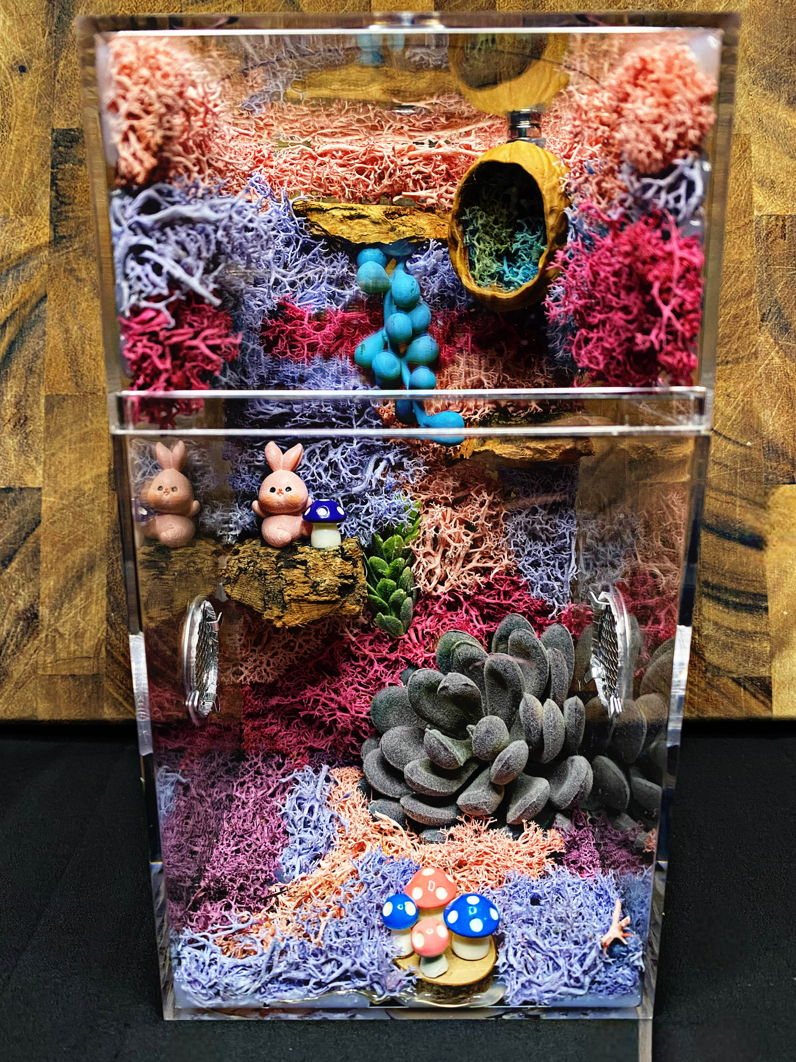 ~Fairy Lights~ Custom Jumping Spider Enclosure