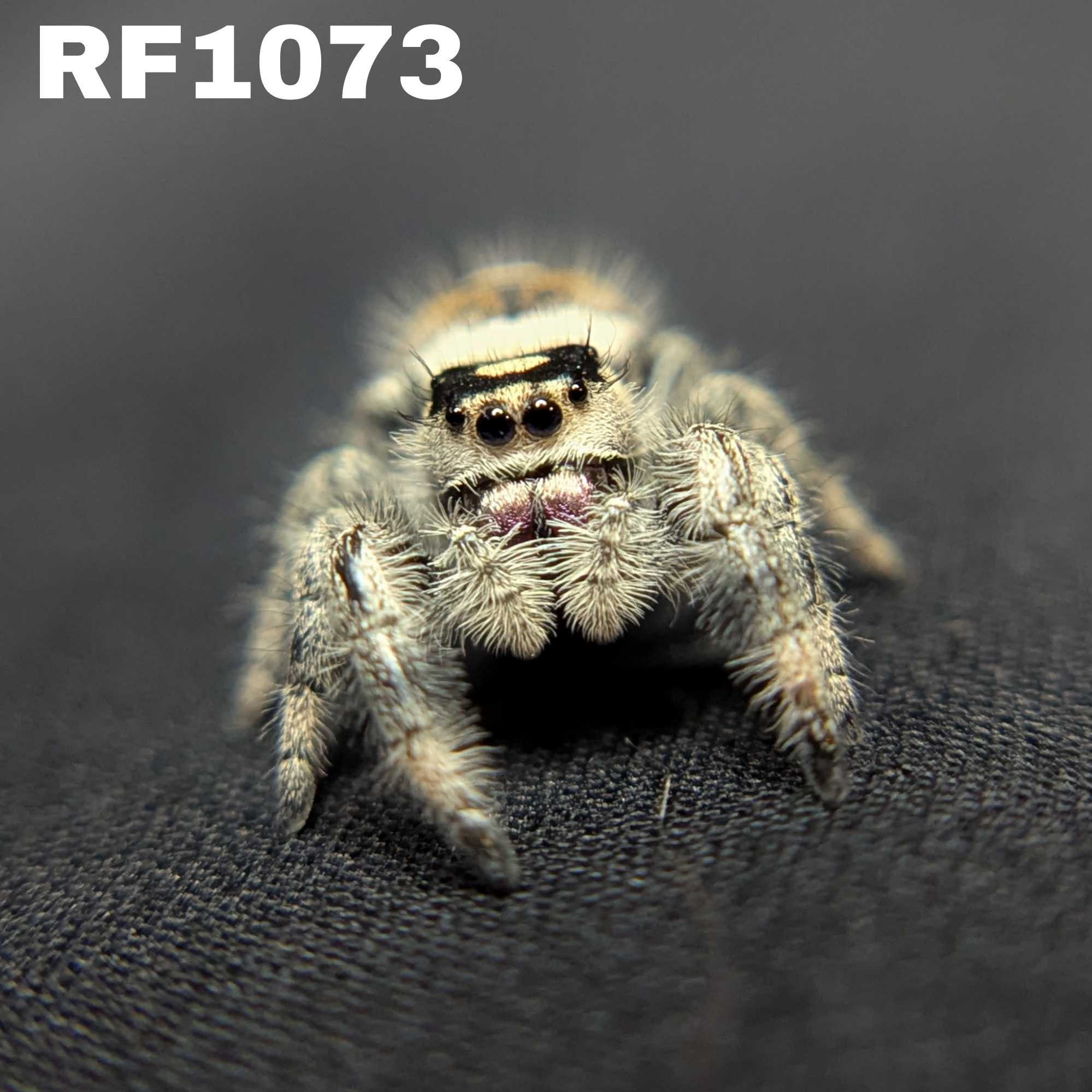 Regal Jumping Spider "Eggplant"