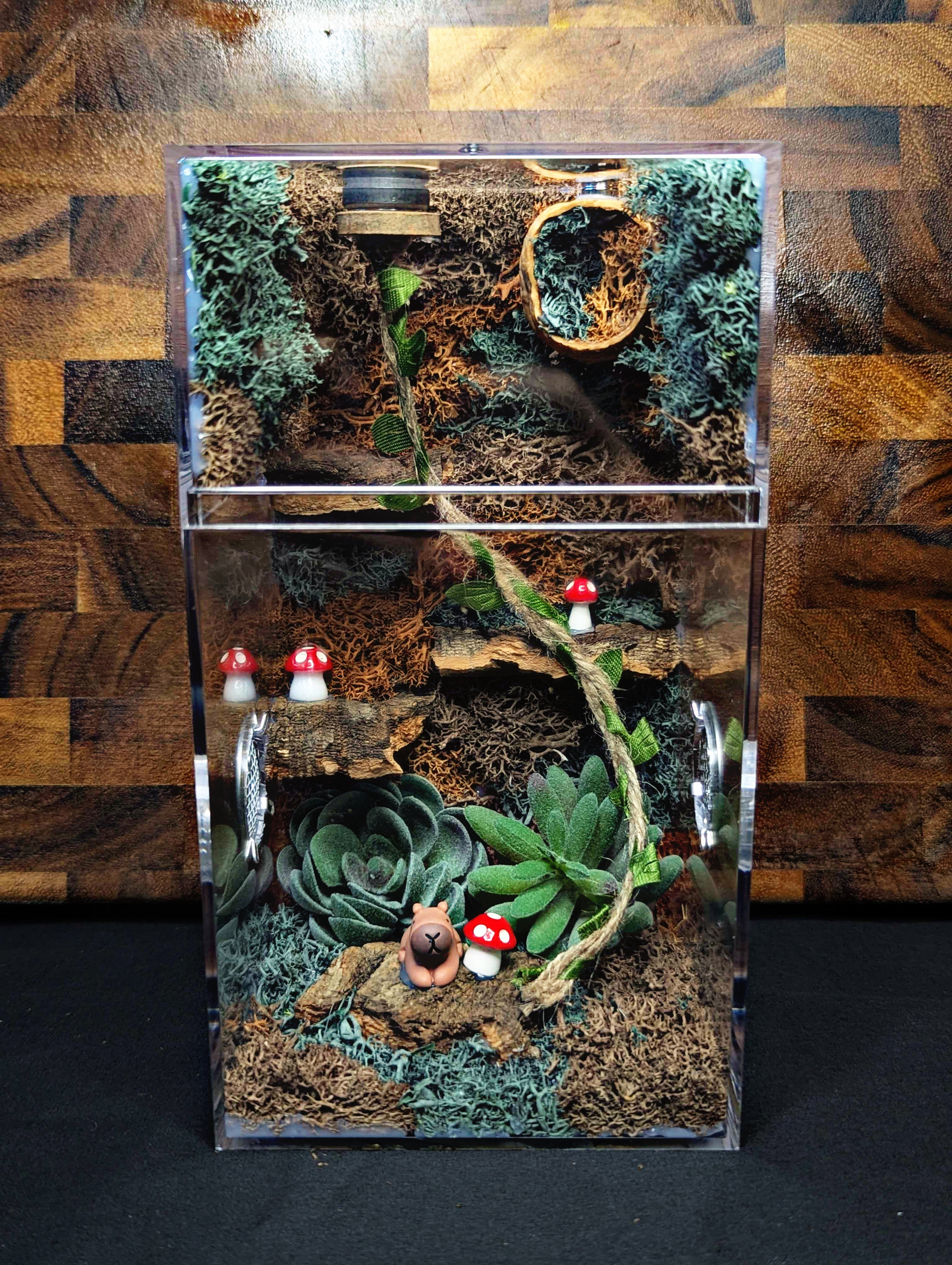 Custom Jumping Spider Enclosure