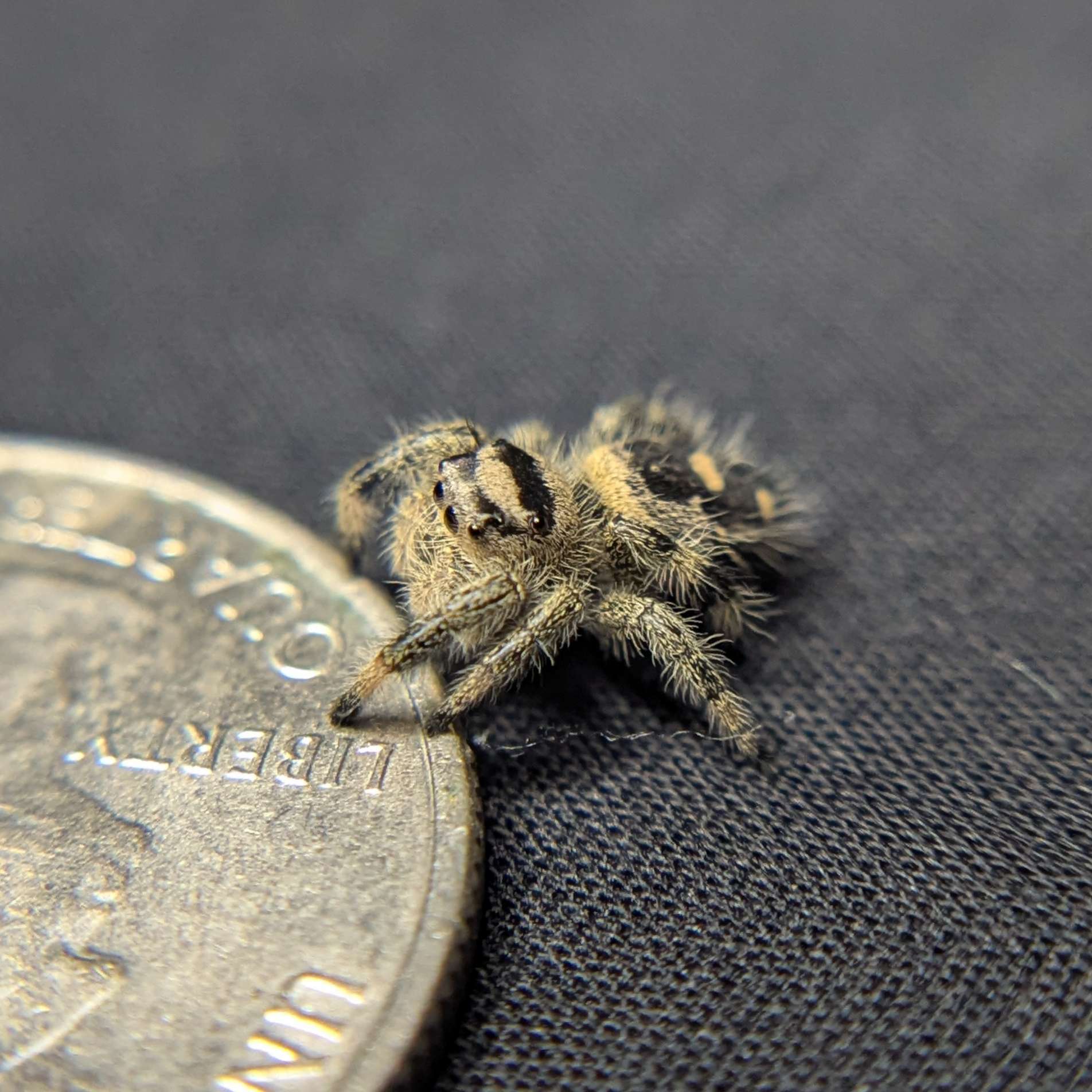 Regal Jumping Spider "Blanco"