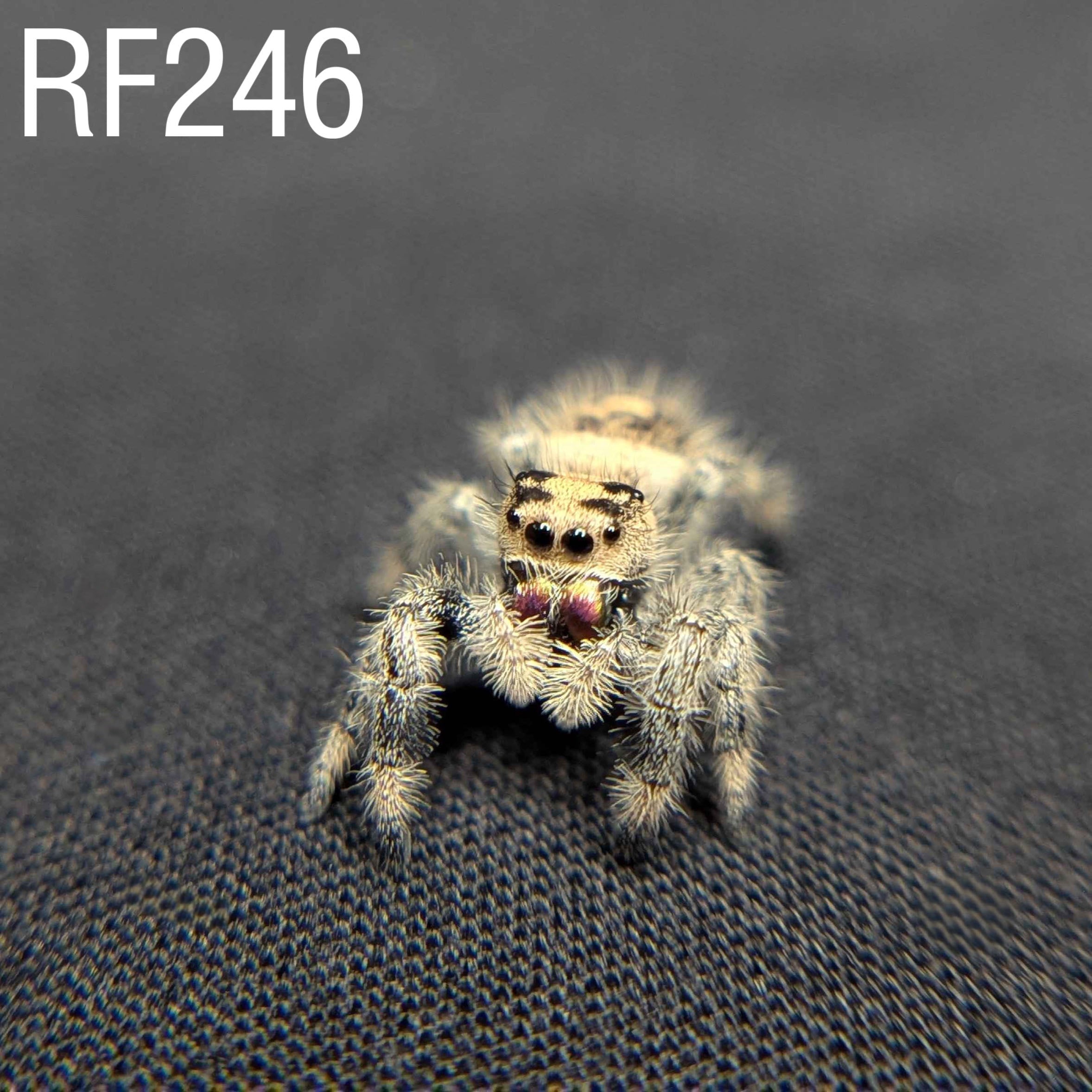 Regal Jumping Spider "Plum"