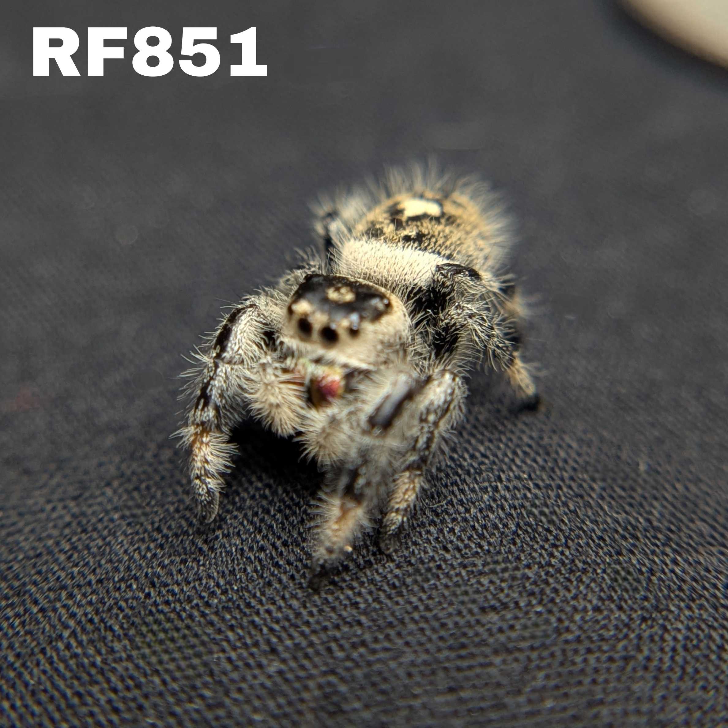 Regal Jumping Spider "Wishbone"