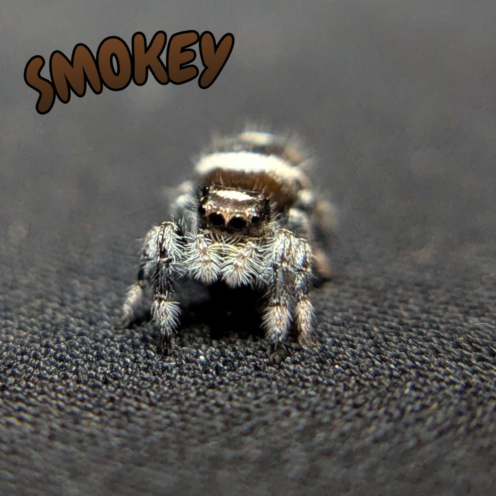 Regal Jumping Spider "Smokey"