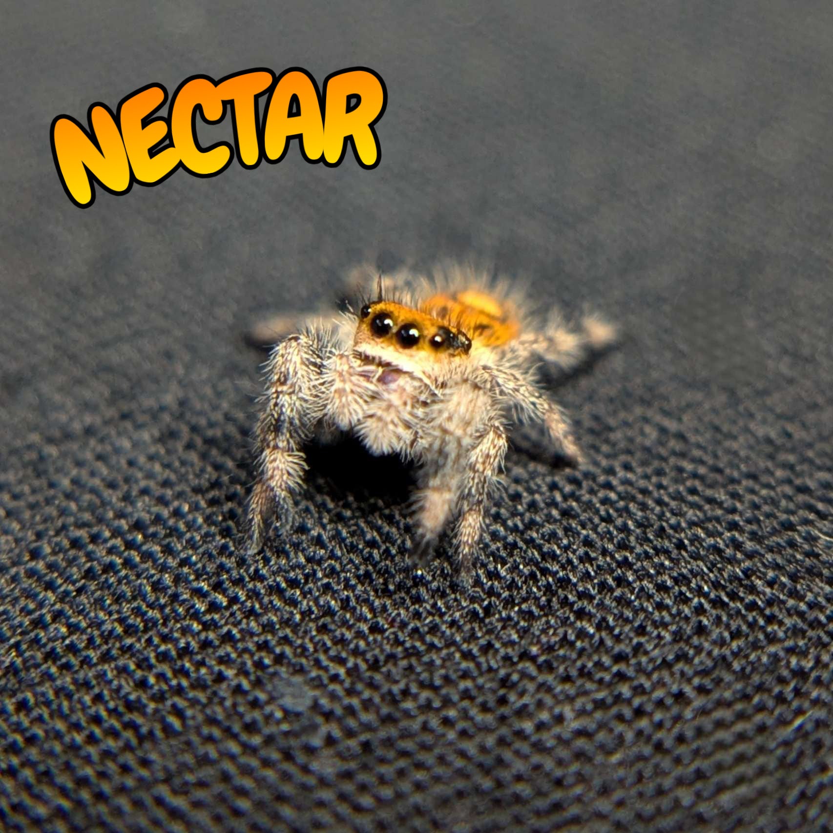 Regal Jumping Spider “Nectar”