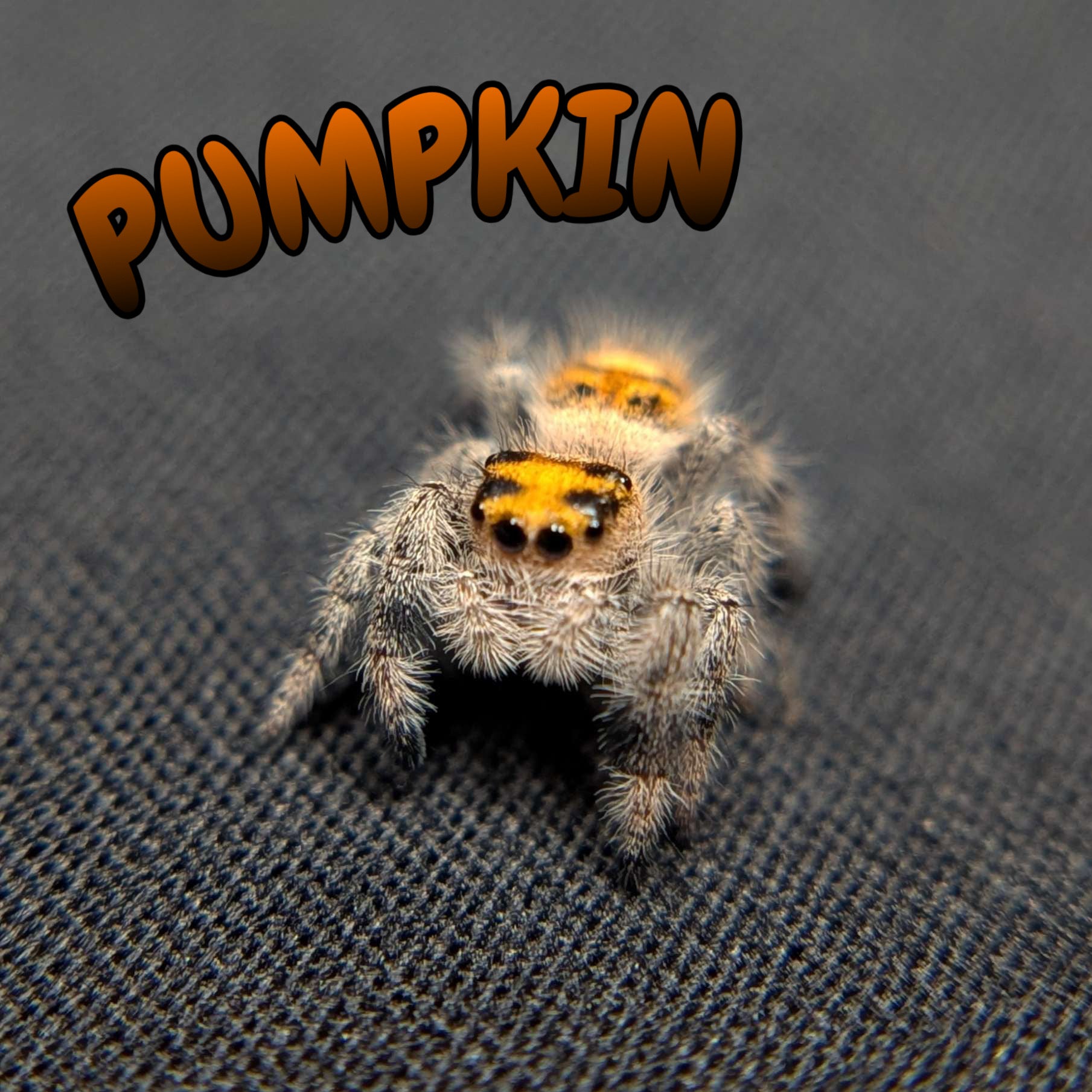 Regal Jumping Spider "Pumpkin"