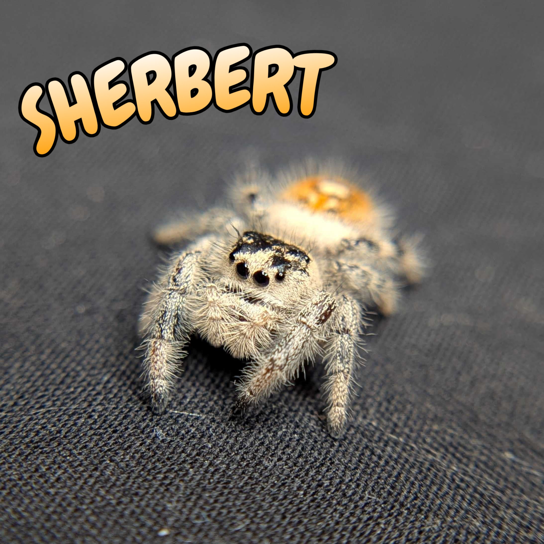 Regal Jumping Spider "Sherbert"