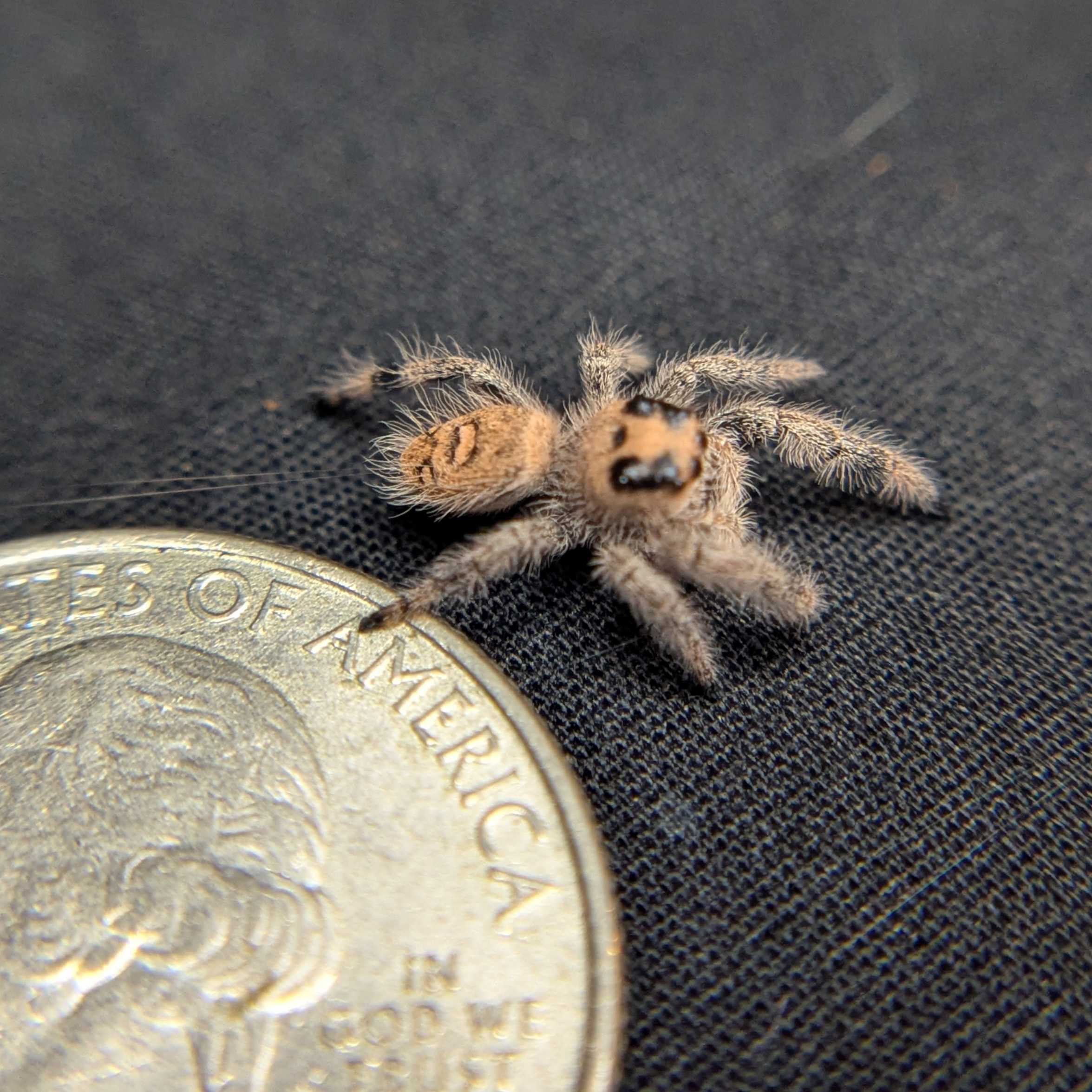 Regal Jumping Spider "Oatmeal"