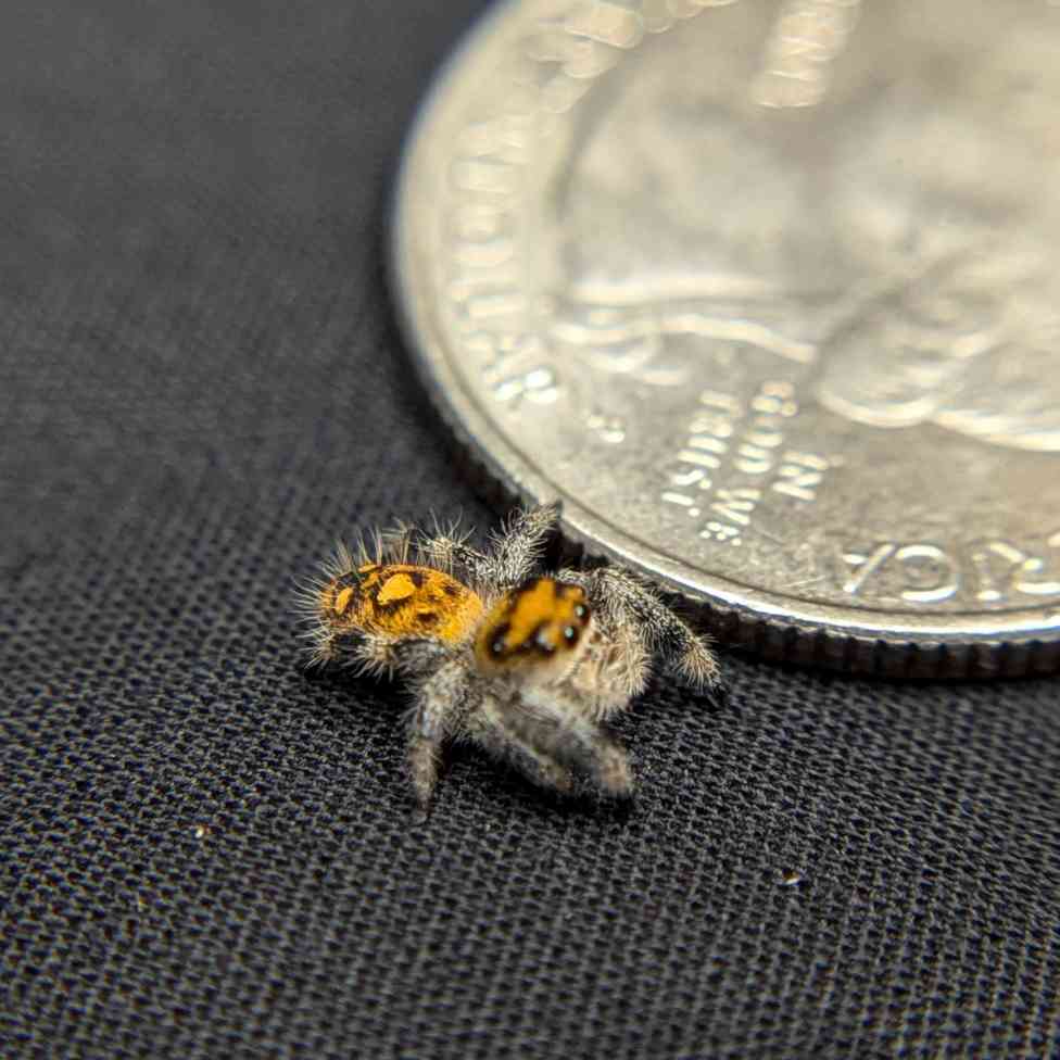 Regal Jumping Spider “Dawn”