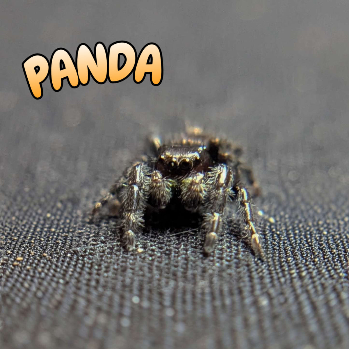 Audax Jumping Spider “Panda”