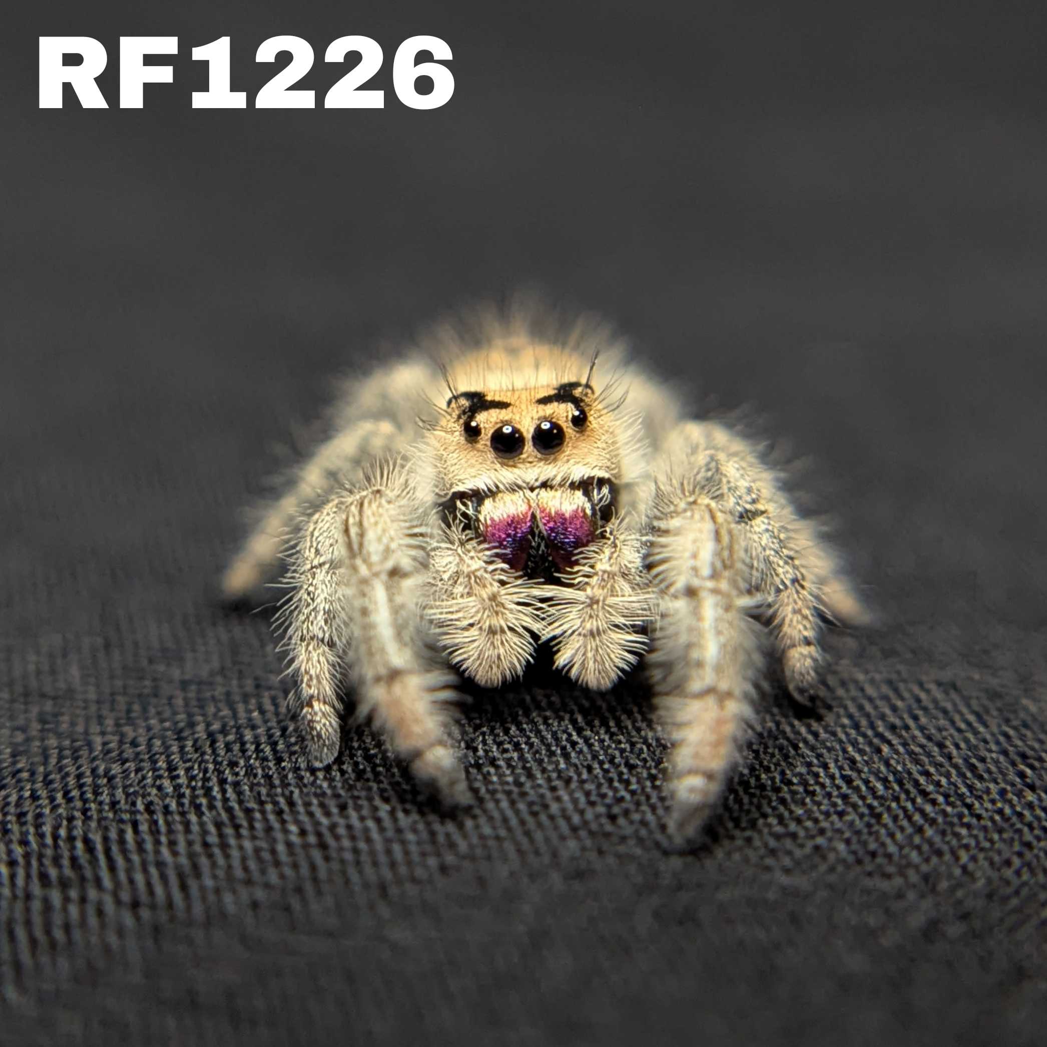 Regal Jumping Spider "Raisin"