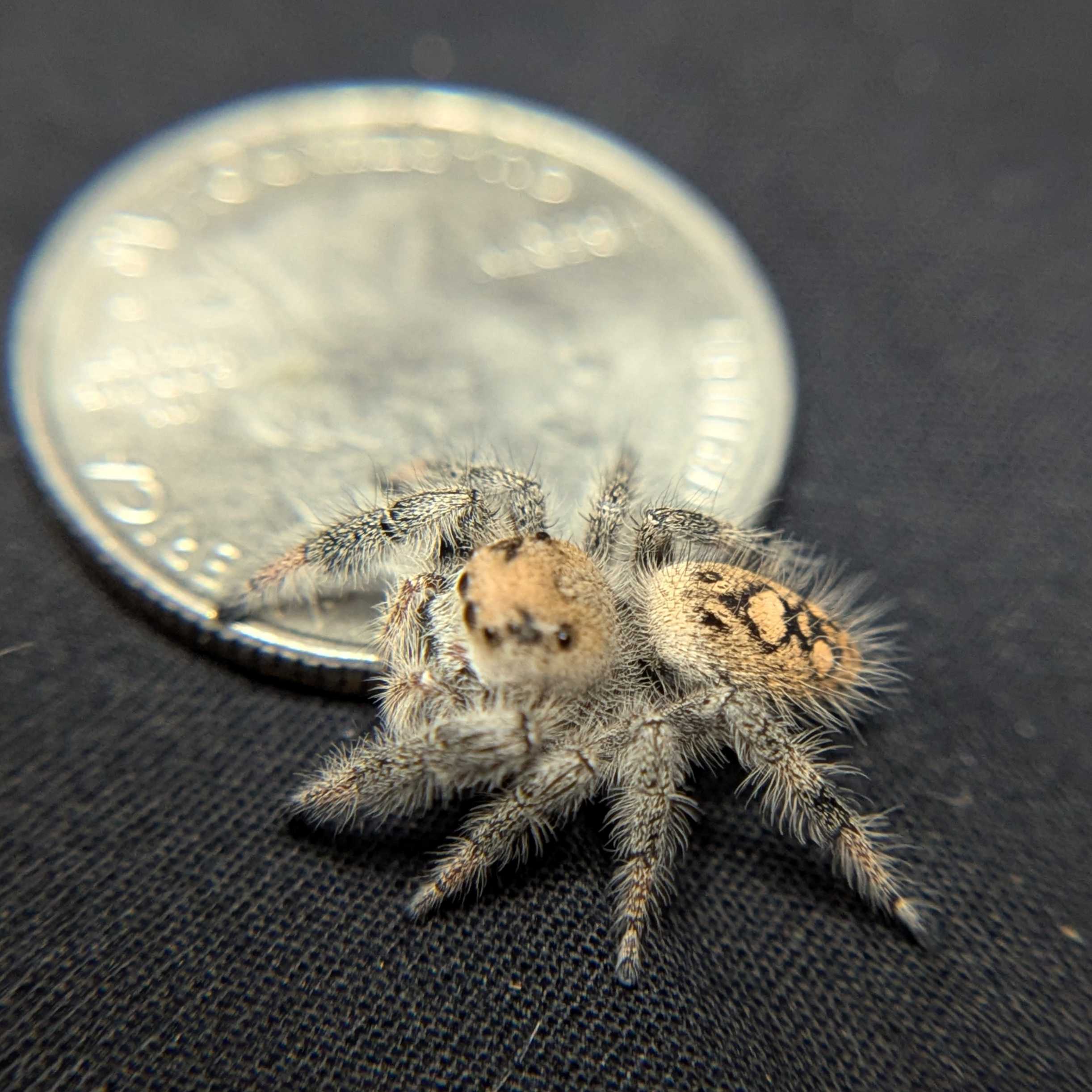Regal Jumping Spider "Iris"
