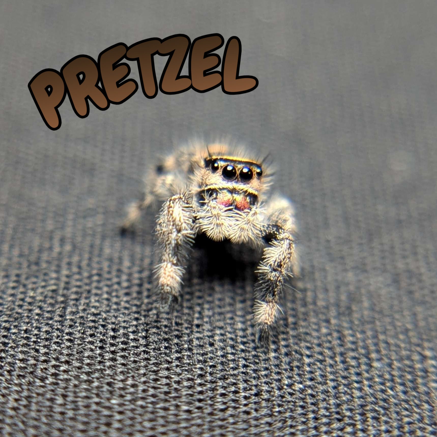 Regal Jumping Spider "Pretzel"