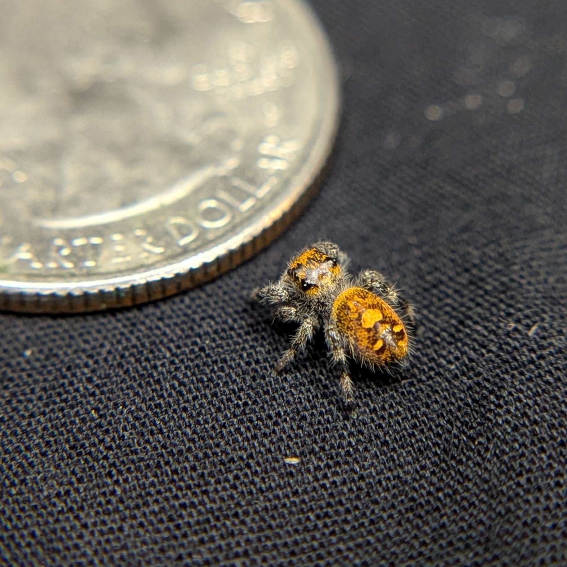 Regal Jumping Spider “Torch”
