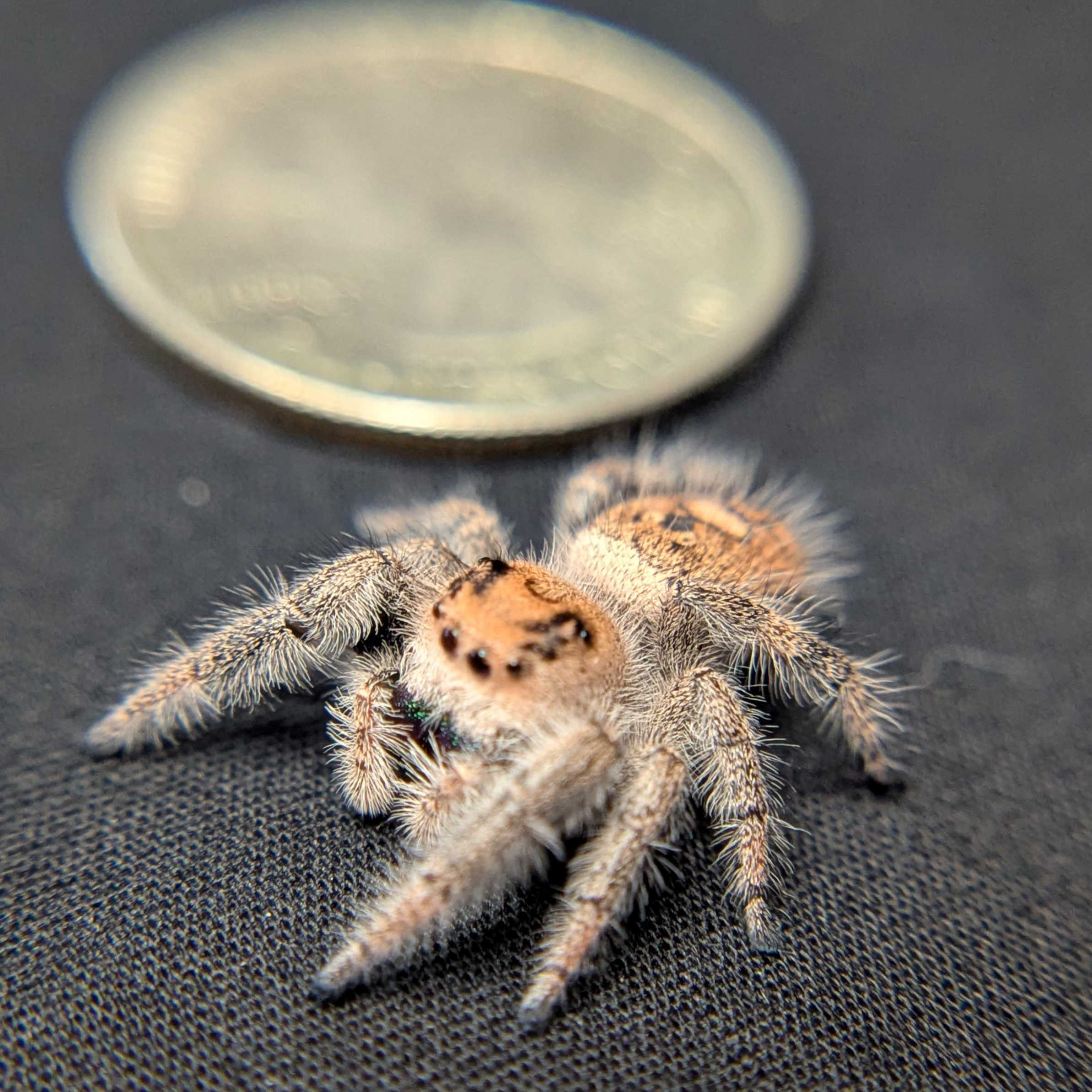Regal Jumping Spider "Jade"
