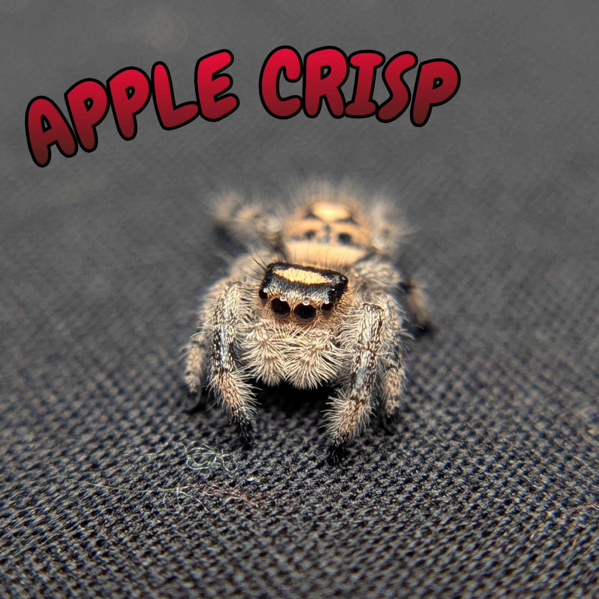 Regal Jumping Spider “Apple Crisp”