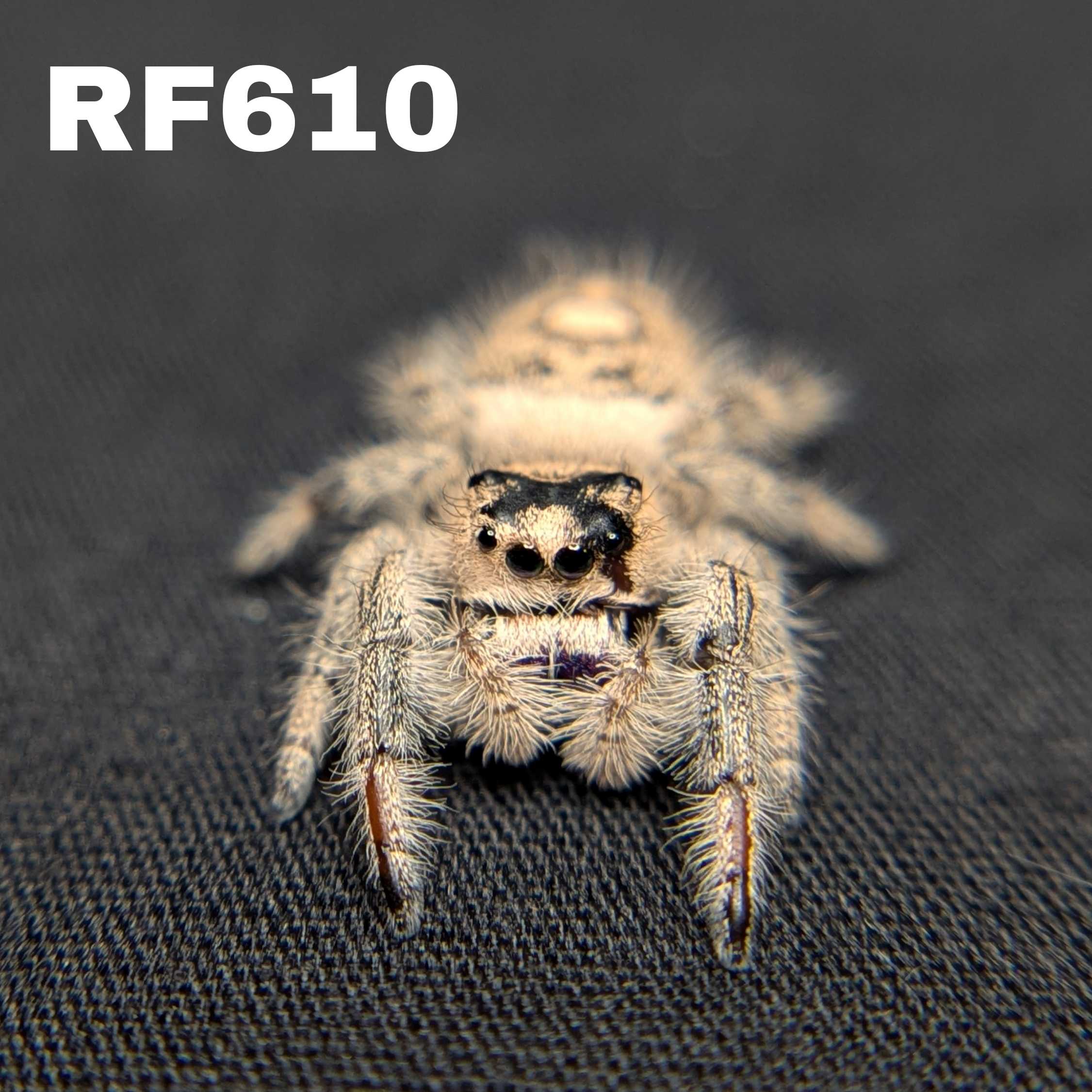 Regal Jumping Spider "Peanut"