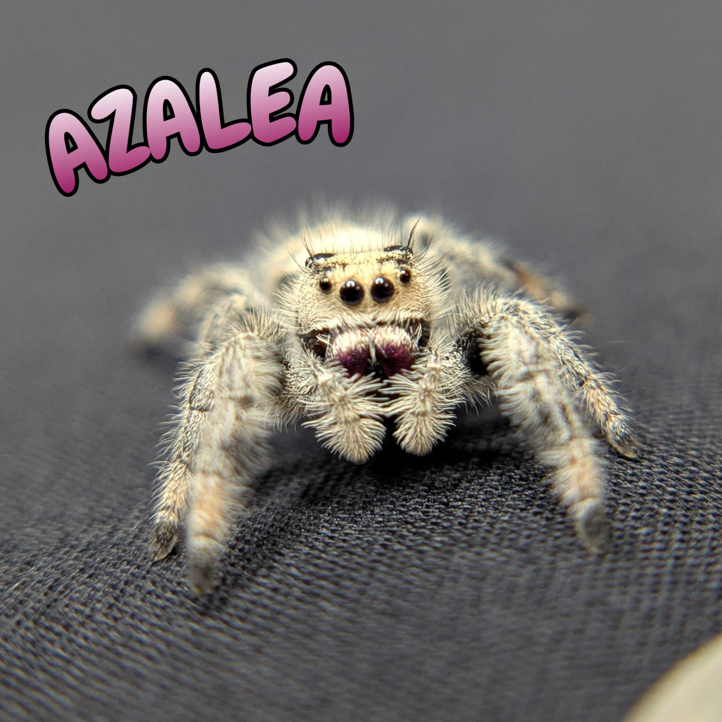 Regal Jumping Spider “Azalea”