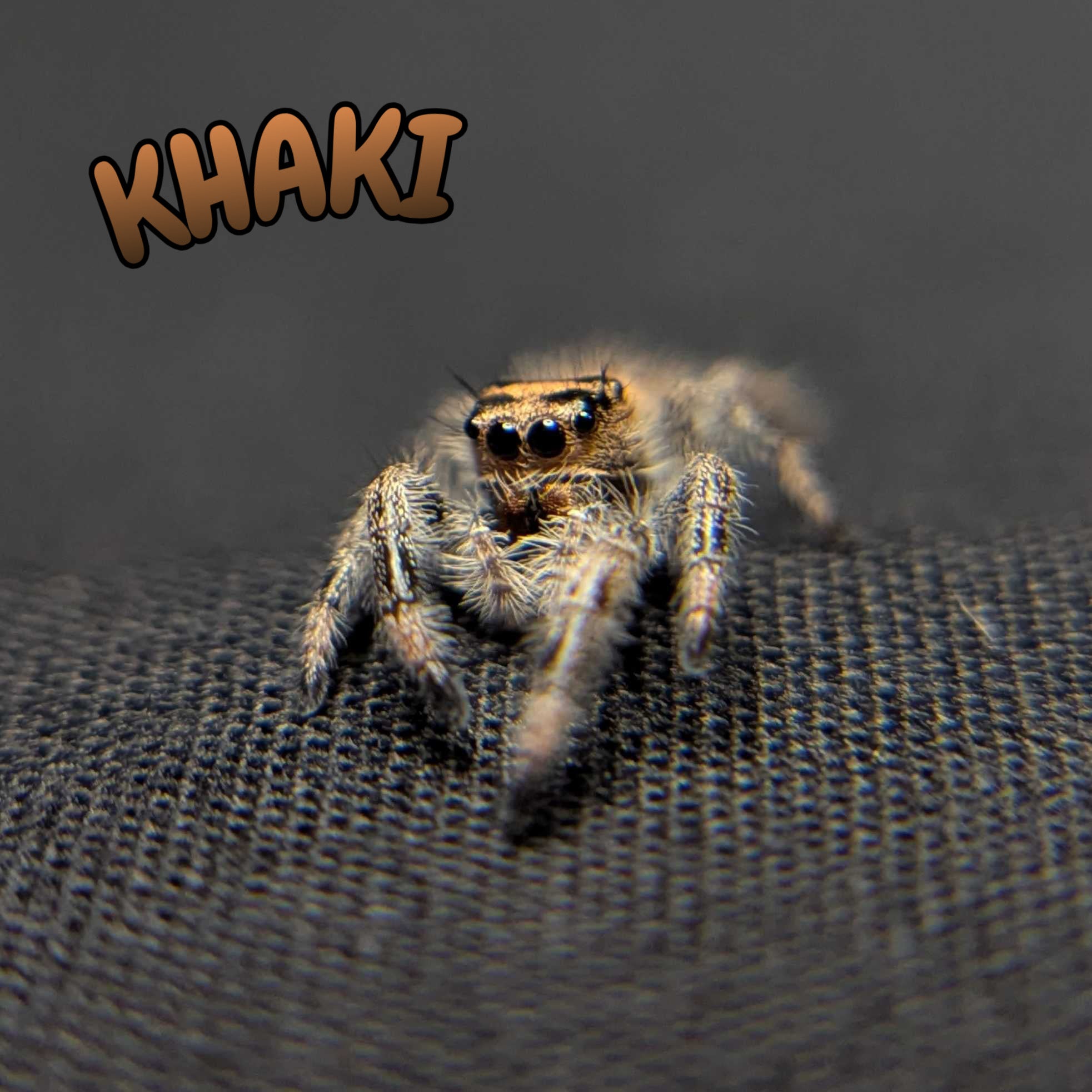 Regal Jumping Spider "Khaki"