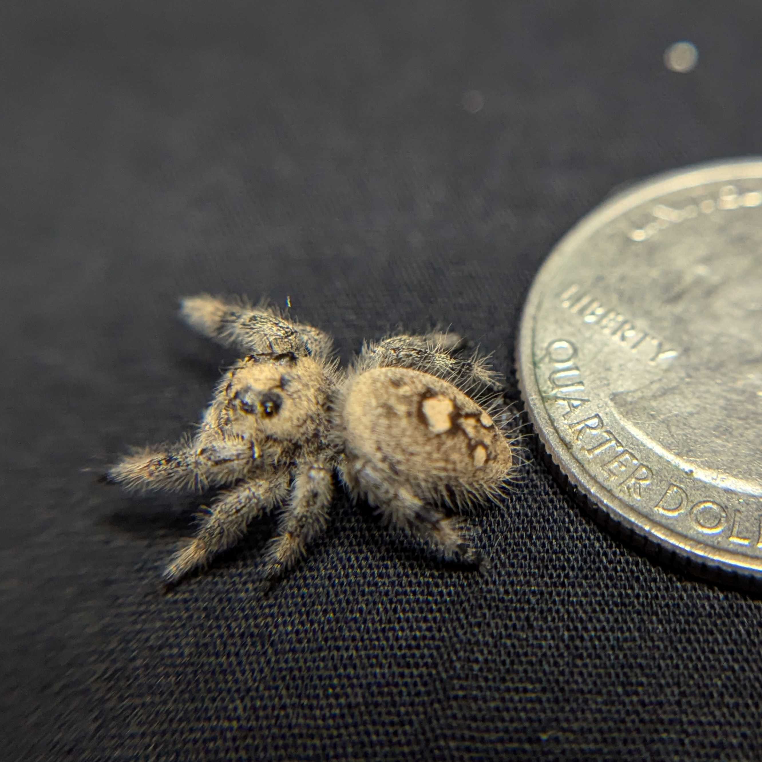 Regal Jumping Spider "Toxic"