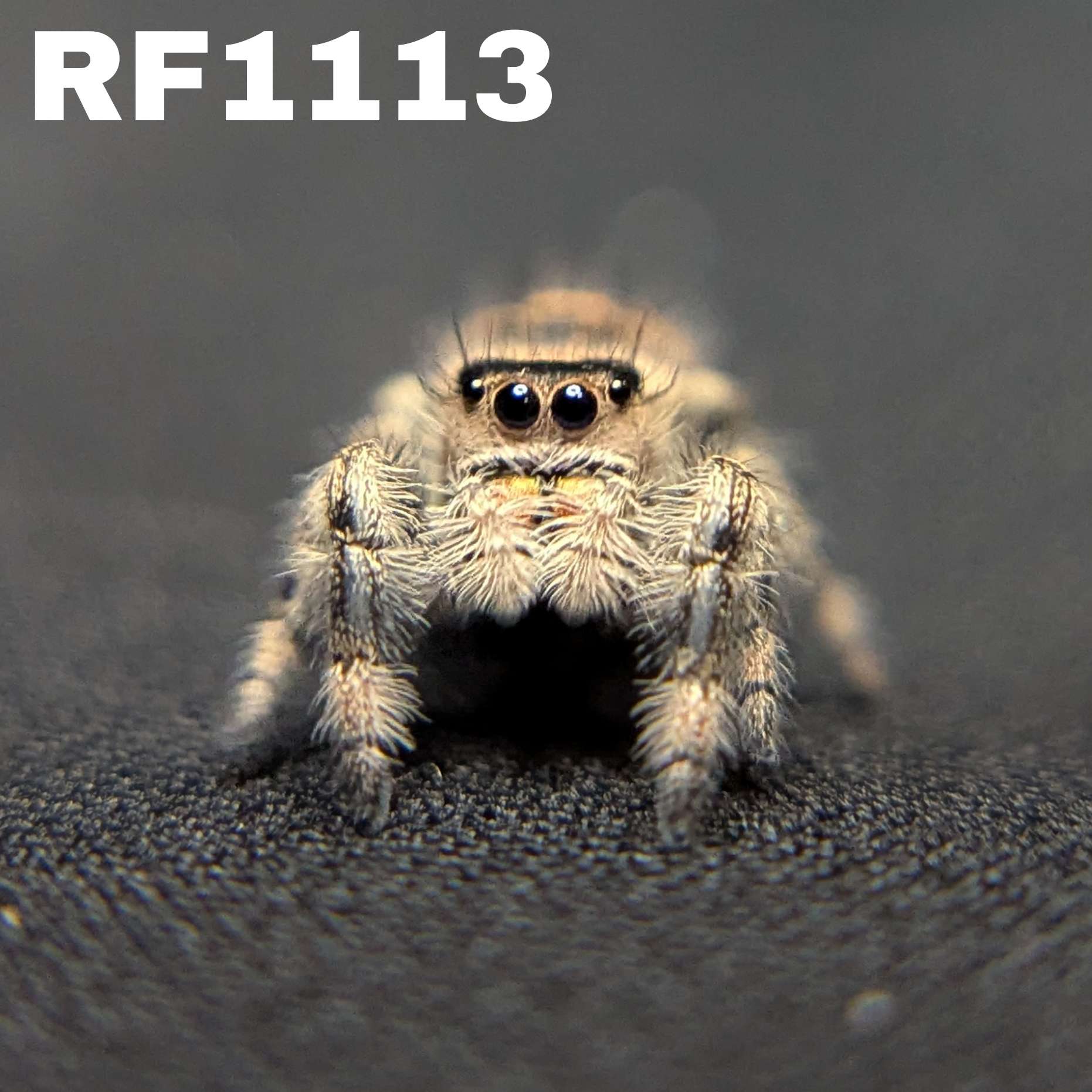 Regal Jumping Spider "Baguette"