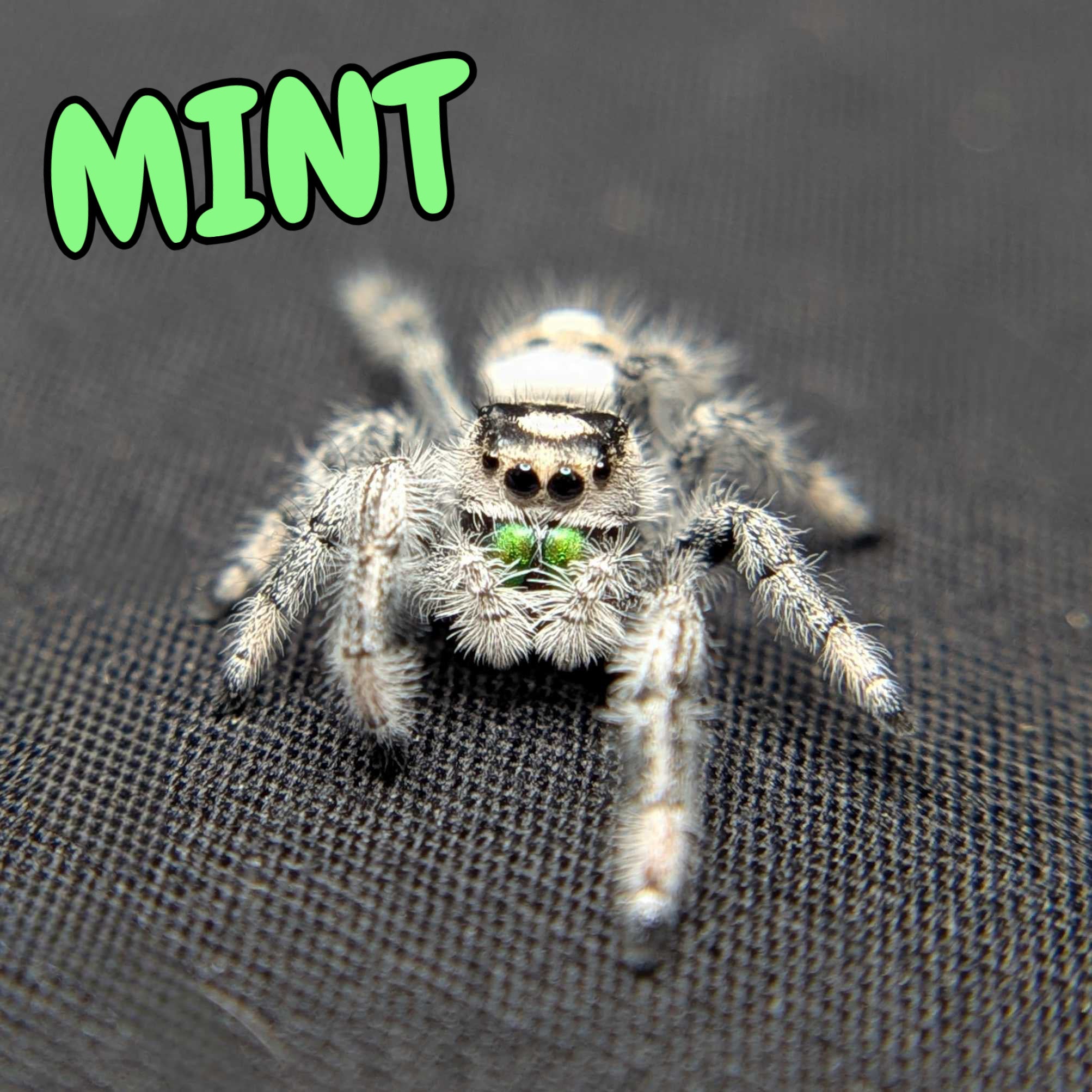 Regal Jumping Spider “Mint”